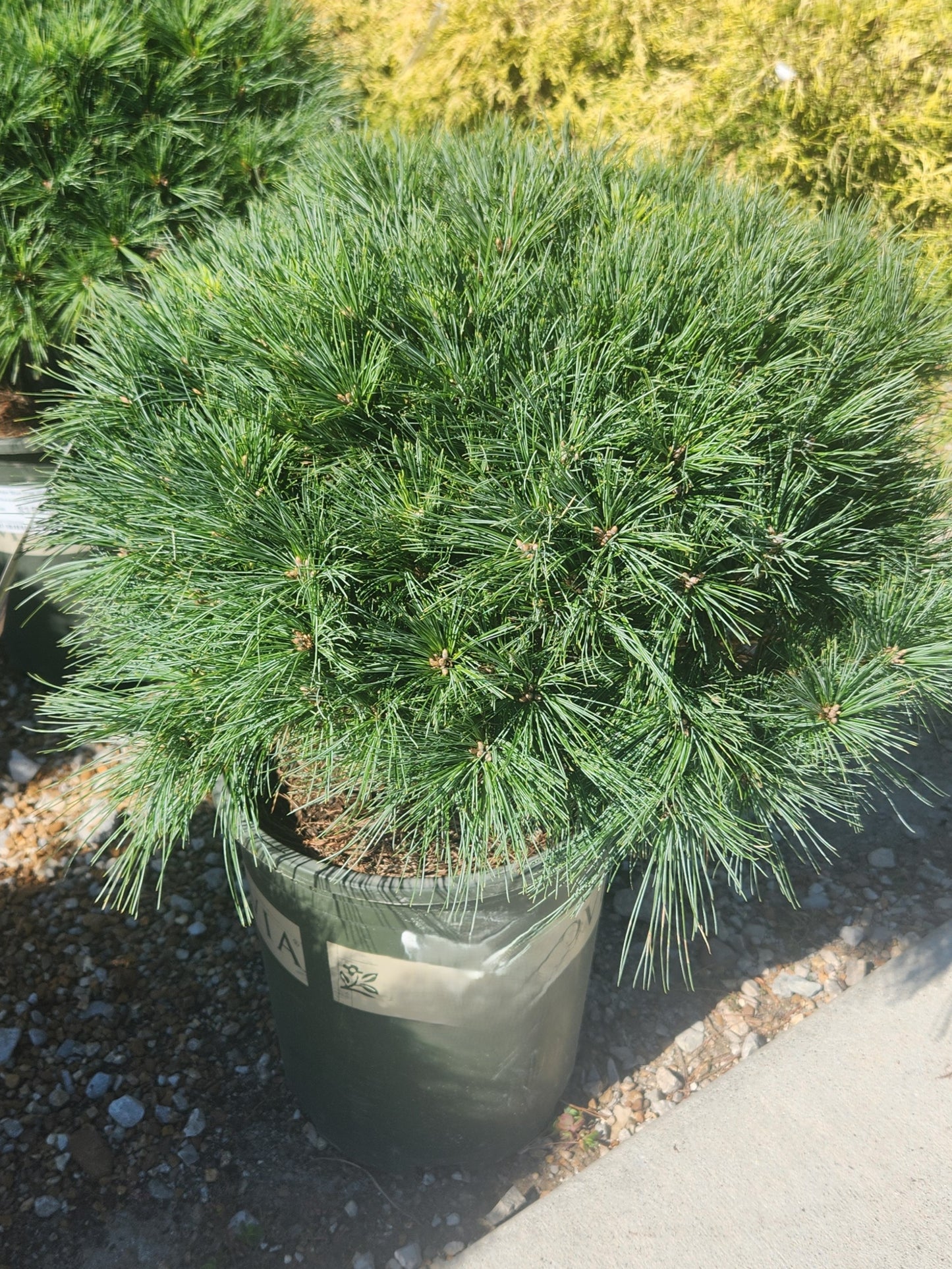 Pine, White 'Blue Shag' (Pinus)