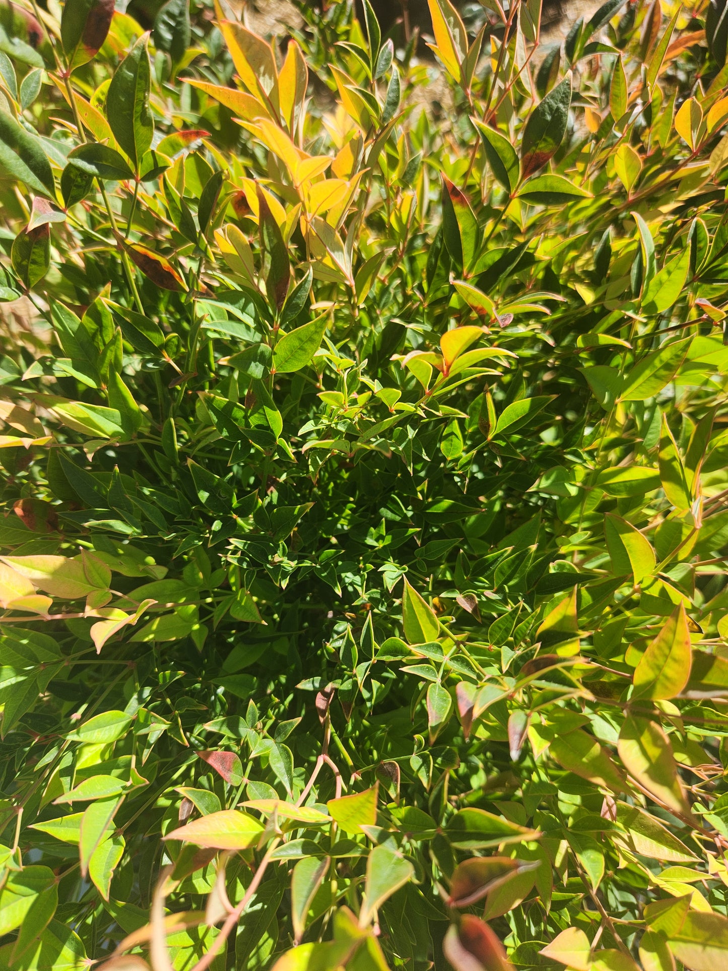 Heavenly Bamboo 'Cool Glow Pomegranate' (Nandina)