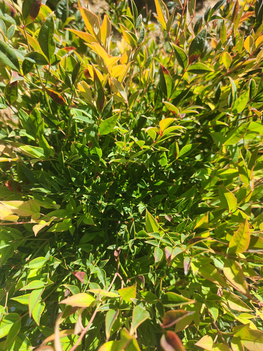 Heavenly Bamboo 'Cool Glow Pomegranate' (Nandina)