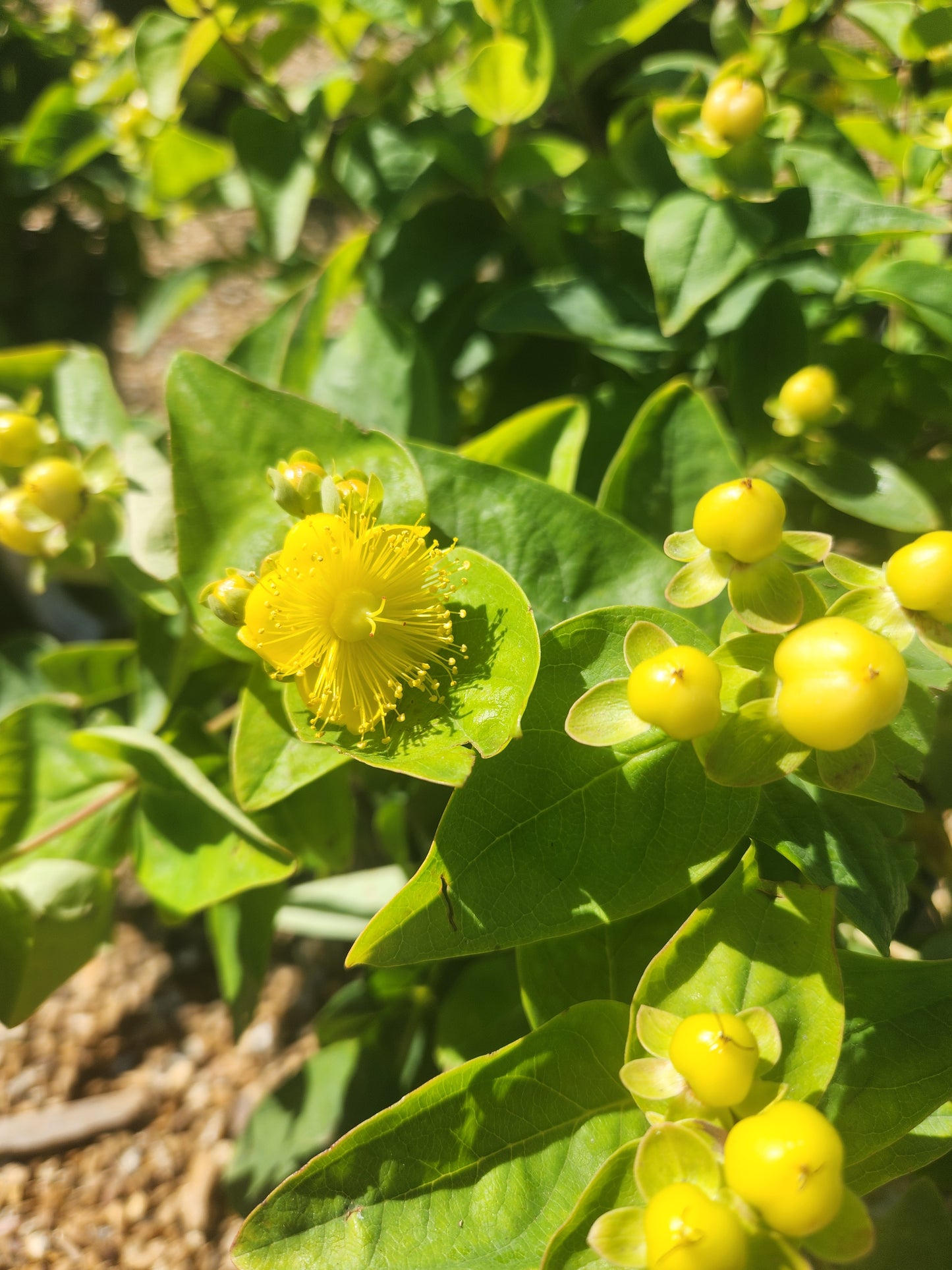 St. John's Wort, Bush 'Floral Berry Chardonnay' (Hypericum)