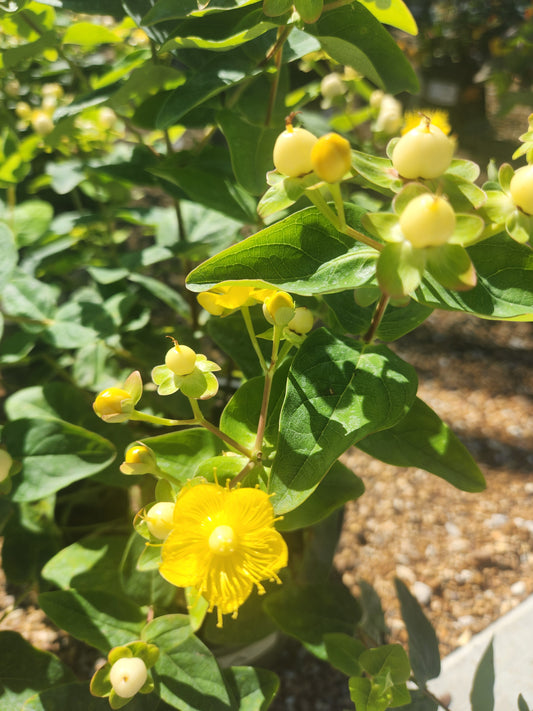 St. John's Wort, Bush 'Floral Berry Champagne' (Hypericum)
