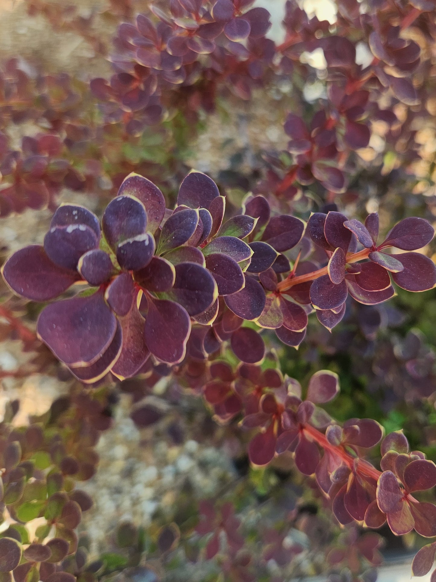 Barberry, Japanese Dwarf 'Sunjoy Tangelo' (Berberis)