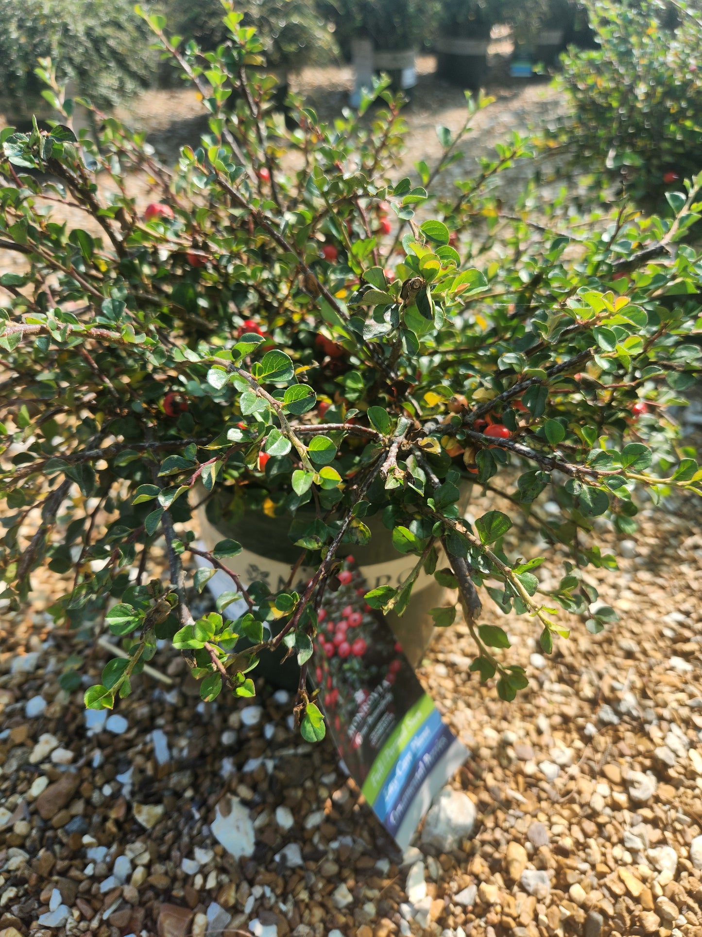 Cotoneaster, Cranberry (Cotoneaster)