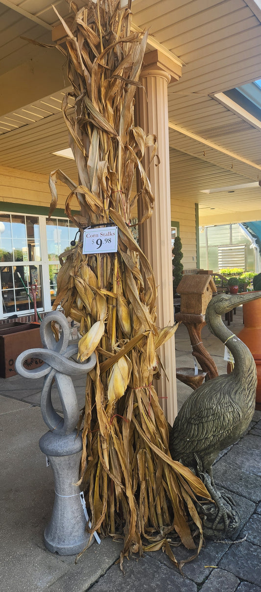 FRESH, Corn Stalks