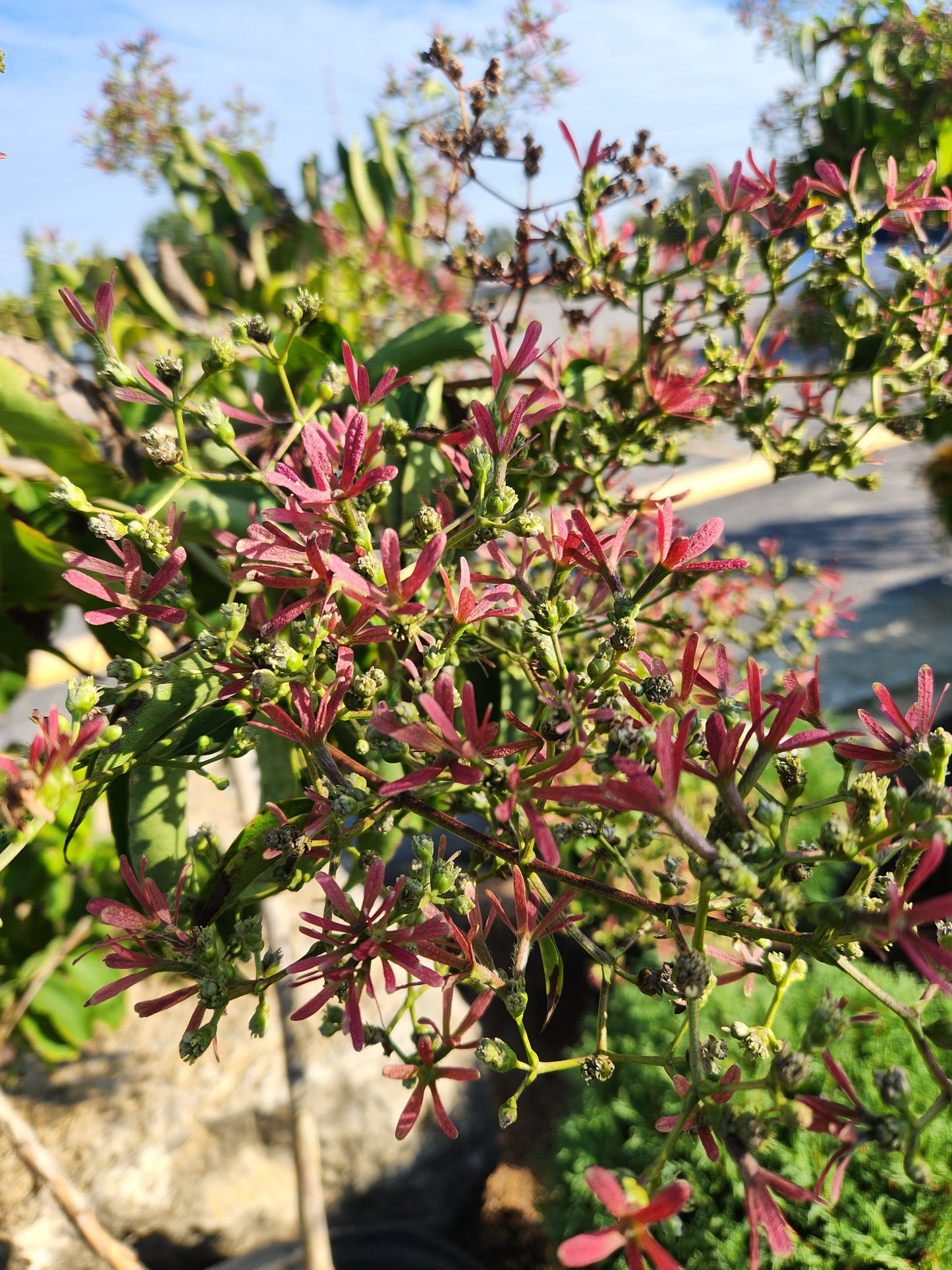 Seven-Sons Flower 'Temple of Bloom' (Heptacodium)