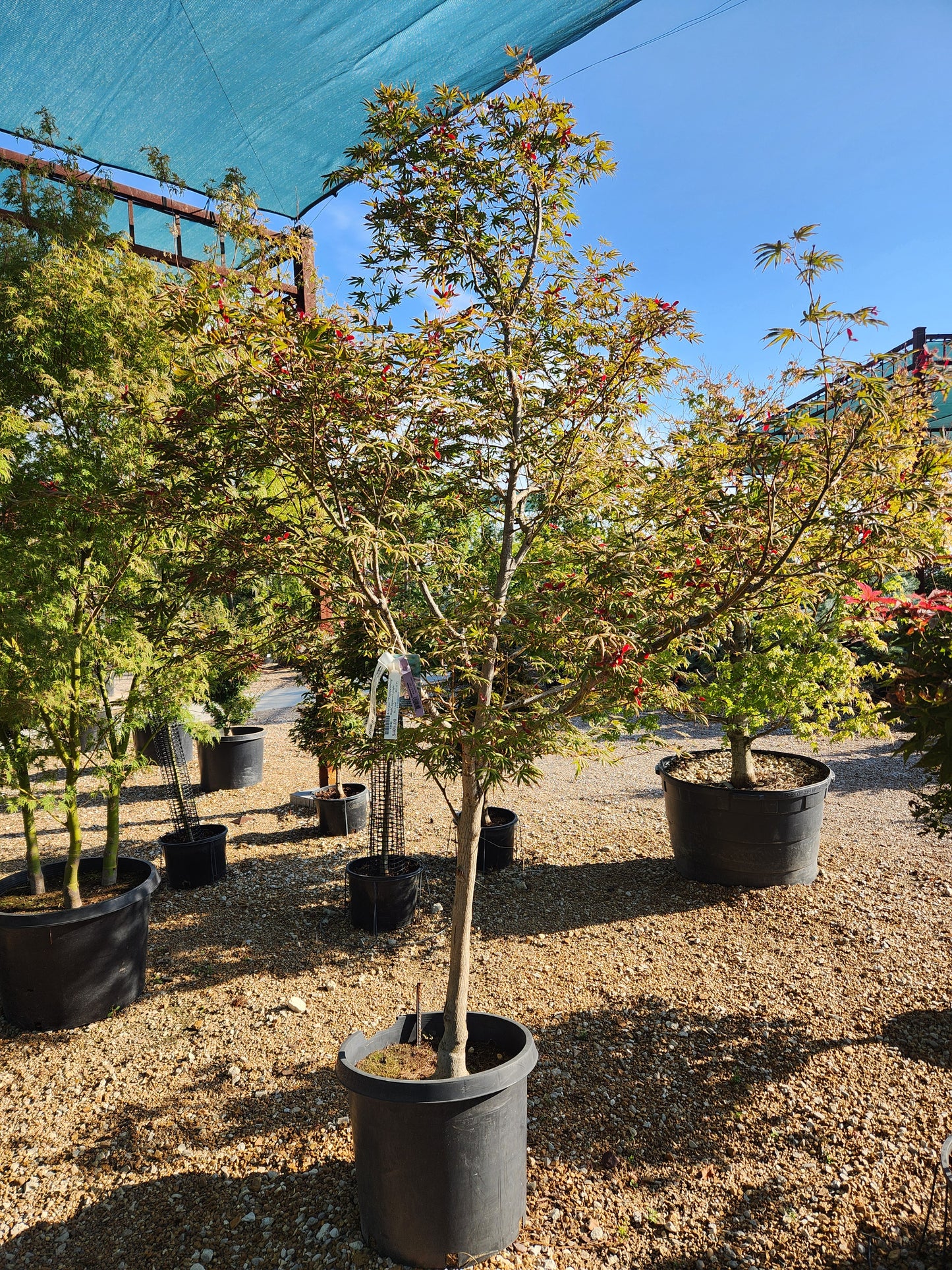 Maple, Japanese Upright 'Trompenburg' (Acer)