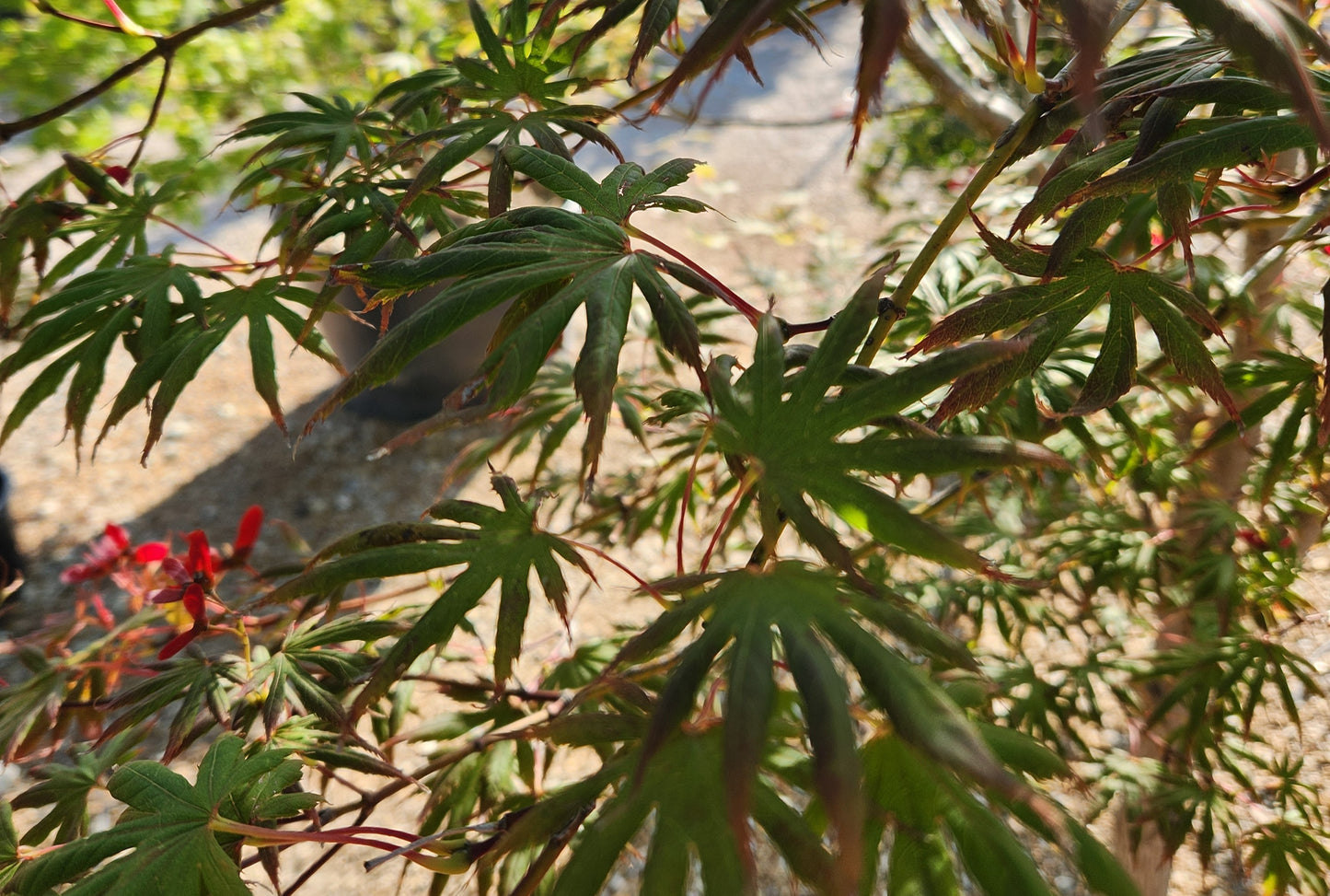 Maple, Japanese Upright 'Trompenburg' (Acer)