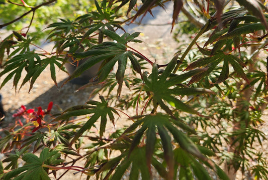 Maple, Japanese Upright 'Trompenburg' (Acer)