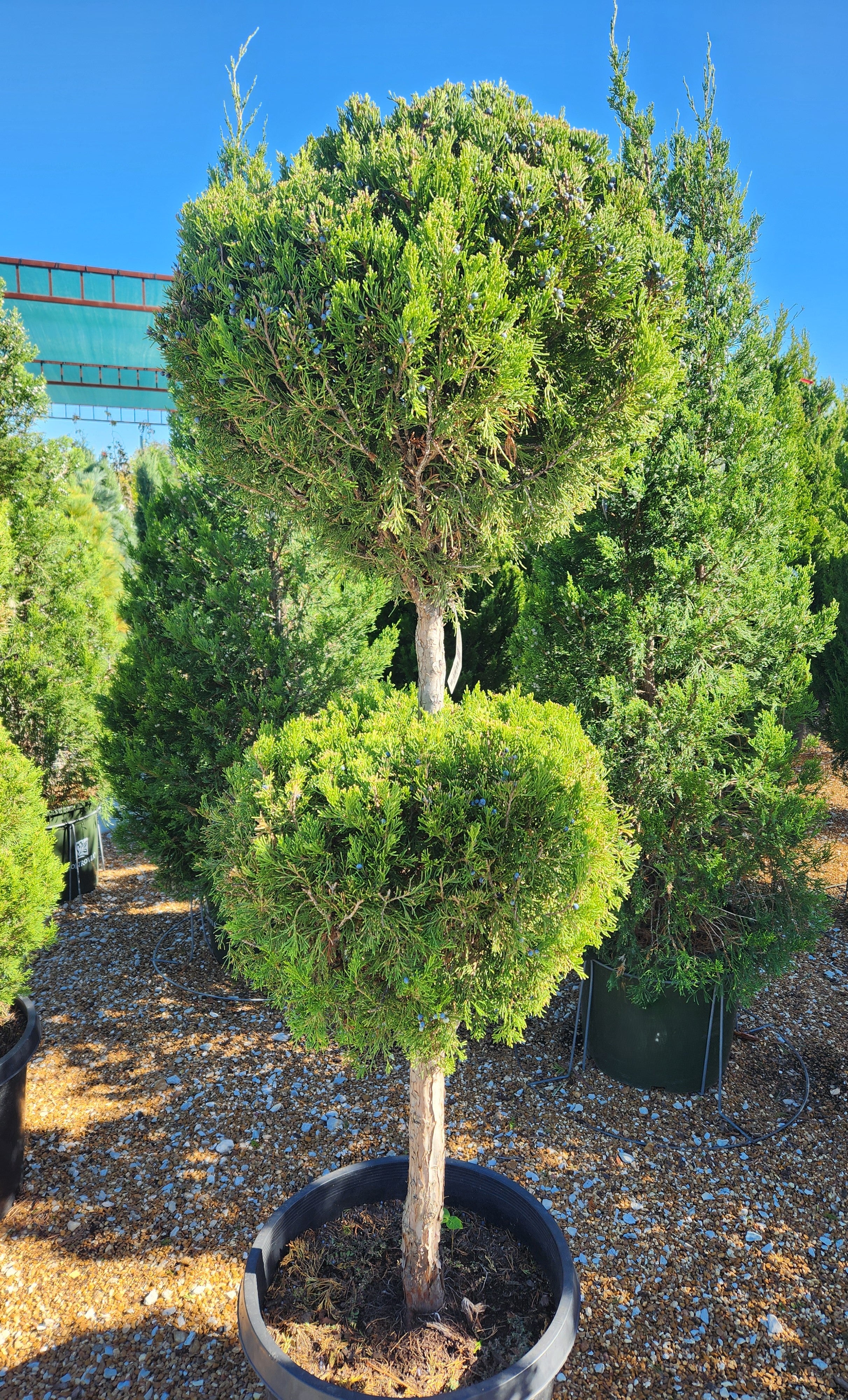 Juniper, Chinese Columnar 'Spartan' (Juniperus) 2-Tier – Passiglia ...