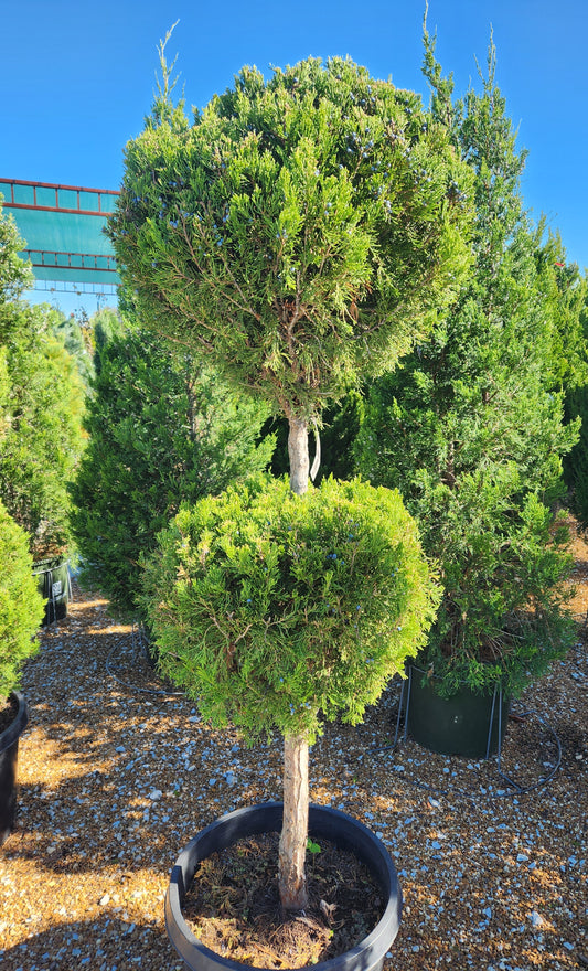 Juniper, Chinese Columnar 'Spartan' (Juniperus) 2-Tier