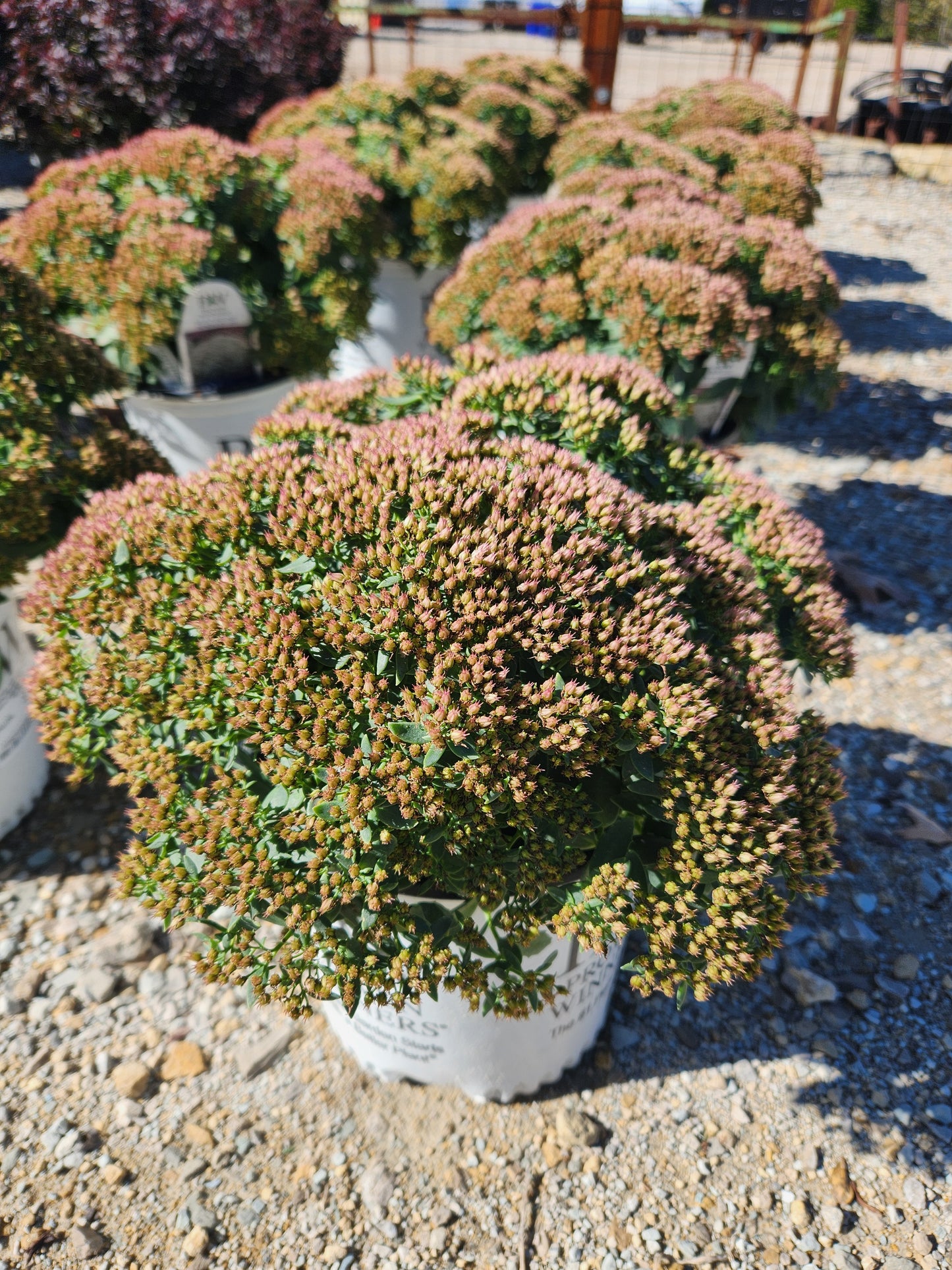 Stonecrop / Liveforever / Frog Bellies Rock N' Grow 'Bundle of Joy' (Hylotelephium)