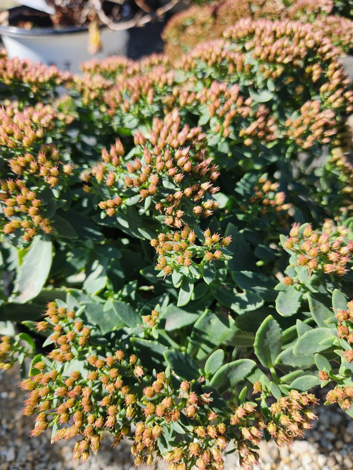 Stonecrop / Liveforever / Frog Bellies Rock N' Grow 'Bundle of Joy' (Hylotelephium)