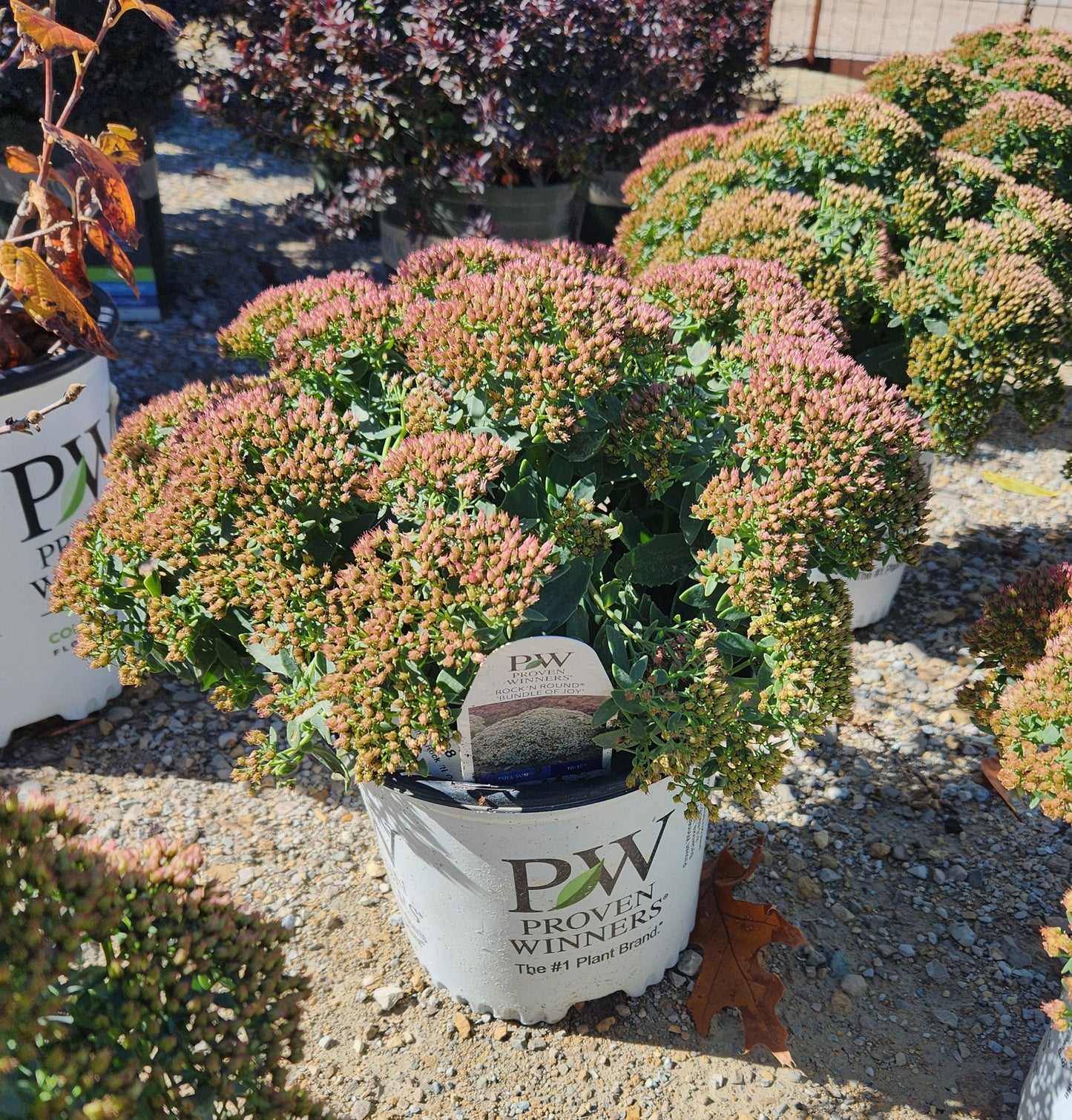 Stonecrop / Liveforever / Frog Bellies Rock N' Grow 'Bundle of Joy' (Hylotelephium)
