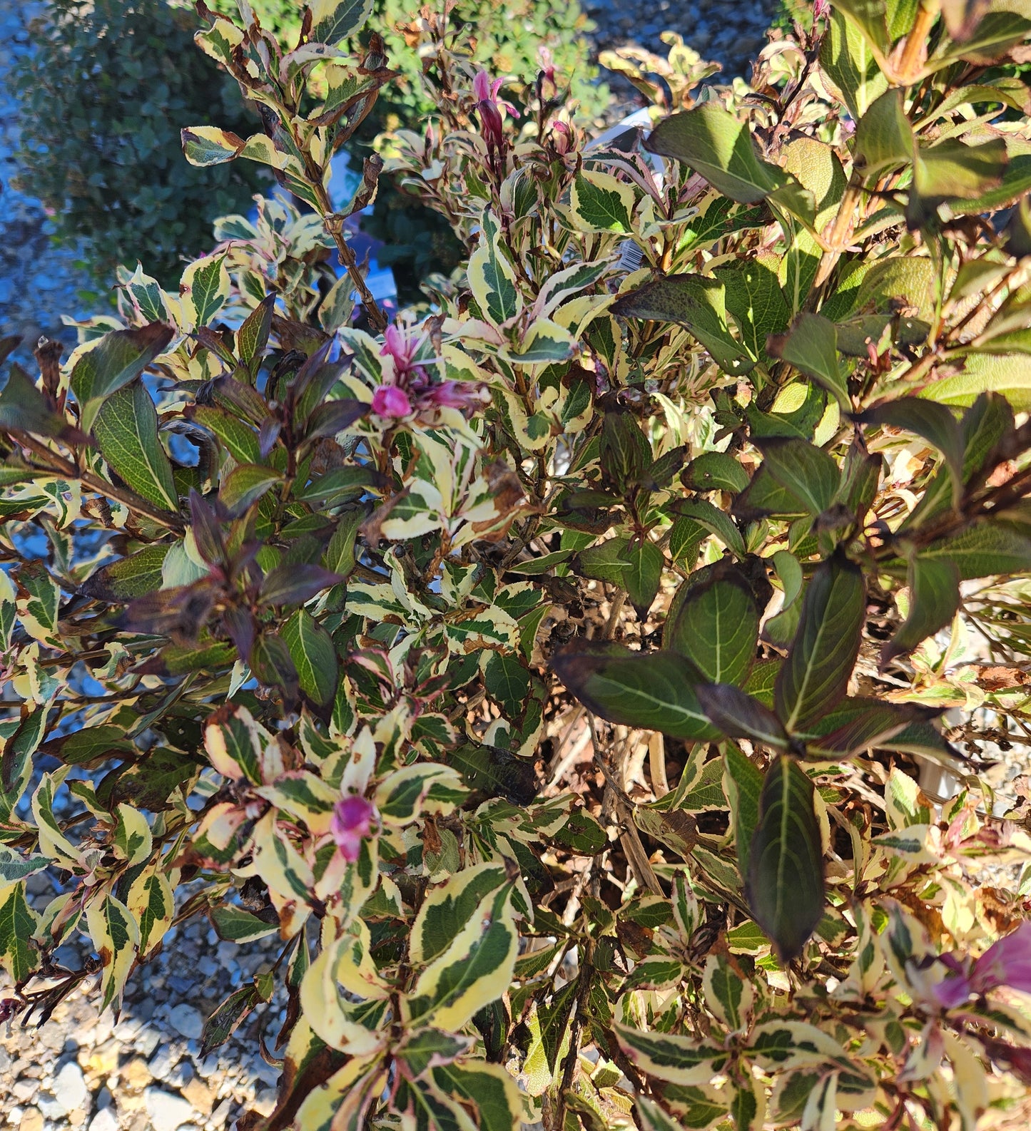 Weigela, Variegated 'My Monet Purple Effect' (Weigela)