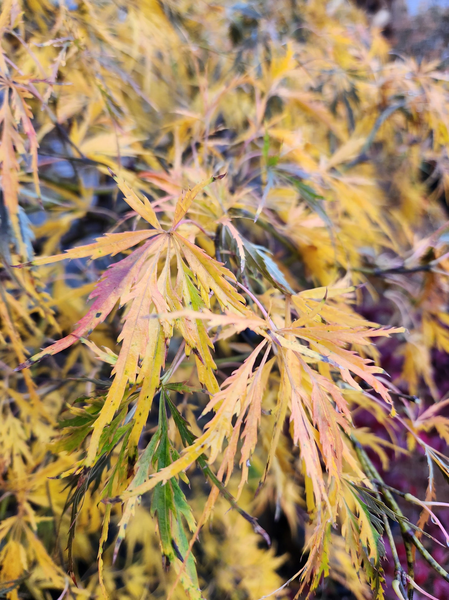 Maple, Japanese Laceleaf Dwarf 'Viridis' (Acer)