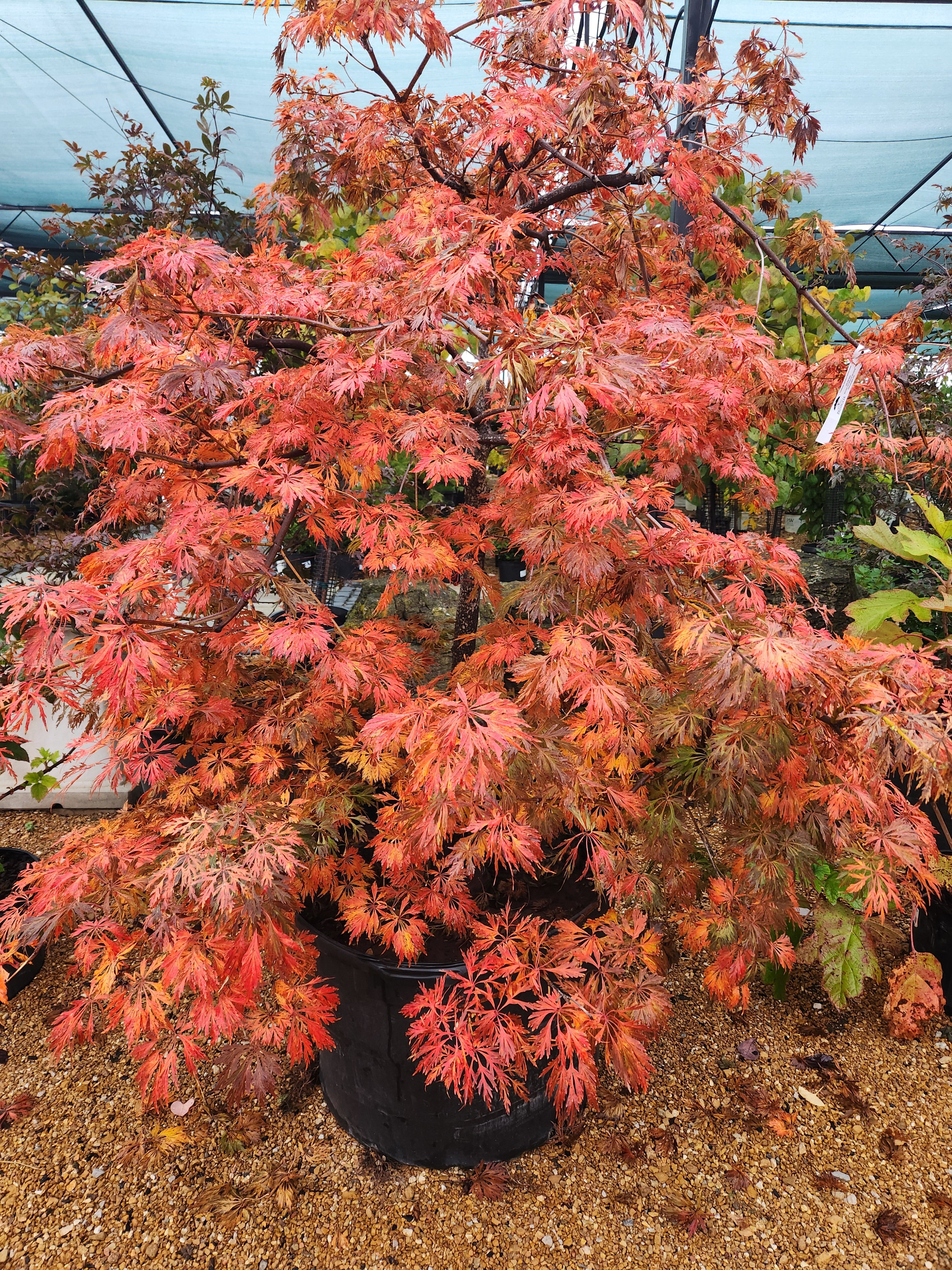 Maple, Japanese Full Moon Weeping 'Green Cascade' (Acer