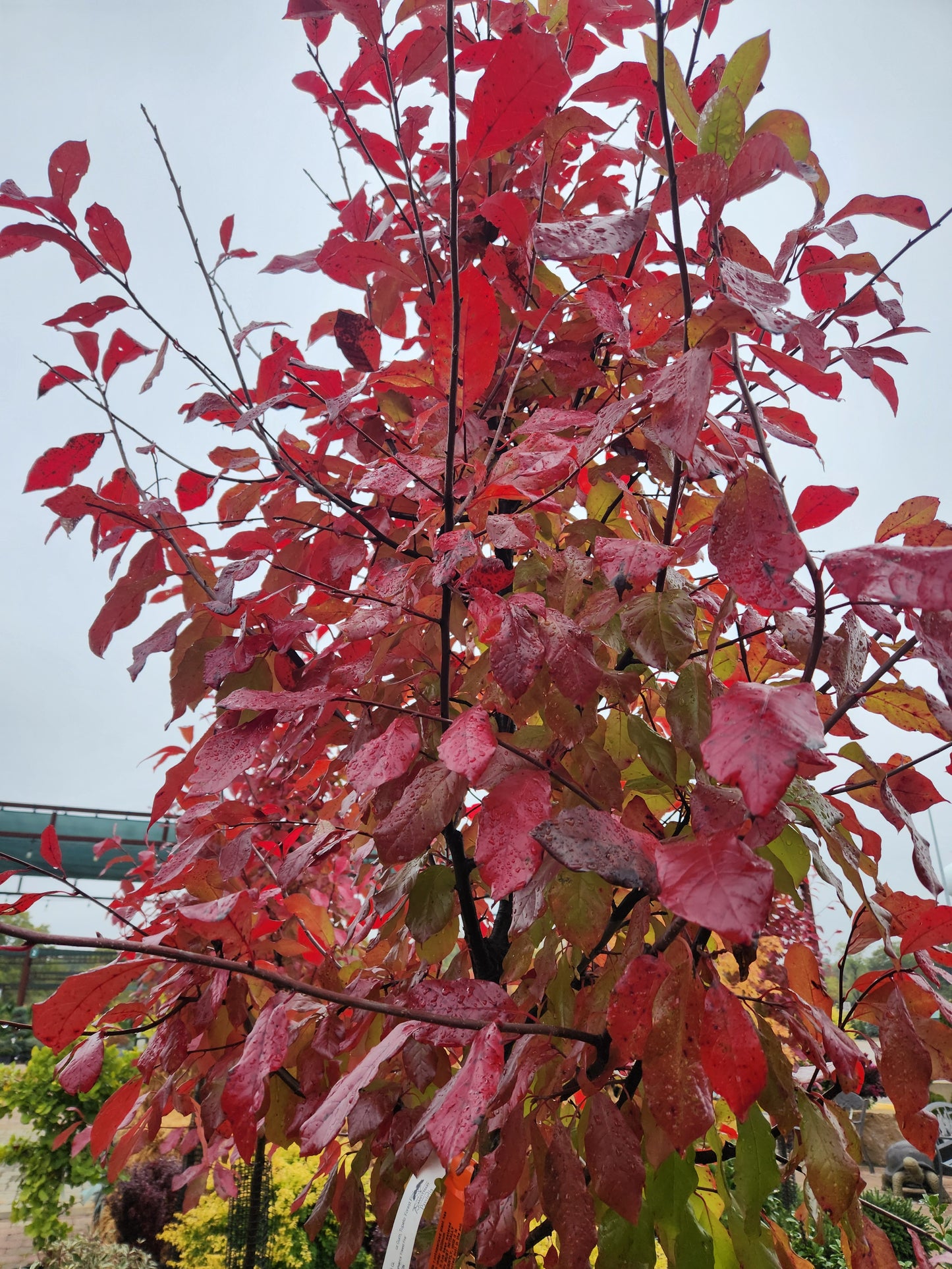 Black Gum / Sour Gum / Tupelo 'Forest Fire' (Nyssa)