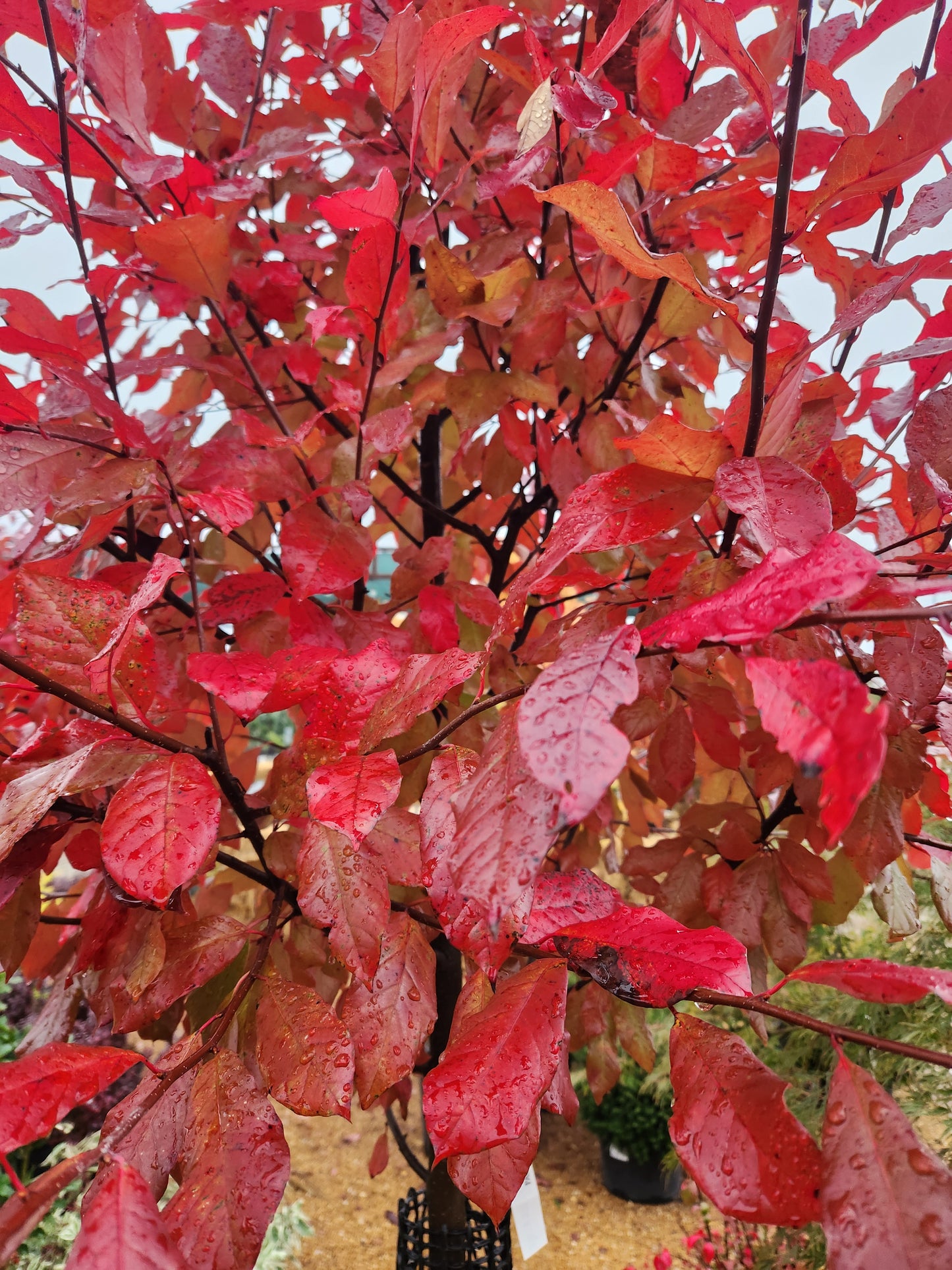 Black Gum / Sour Gum / Tupelo 'Forest Fire' (Nyssa)