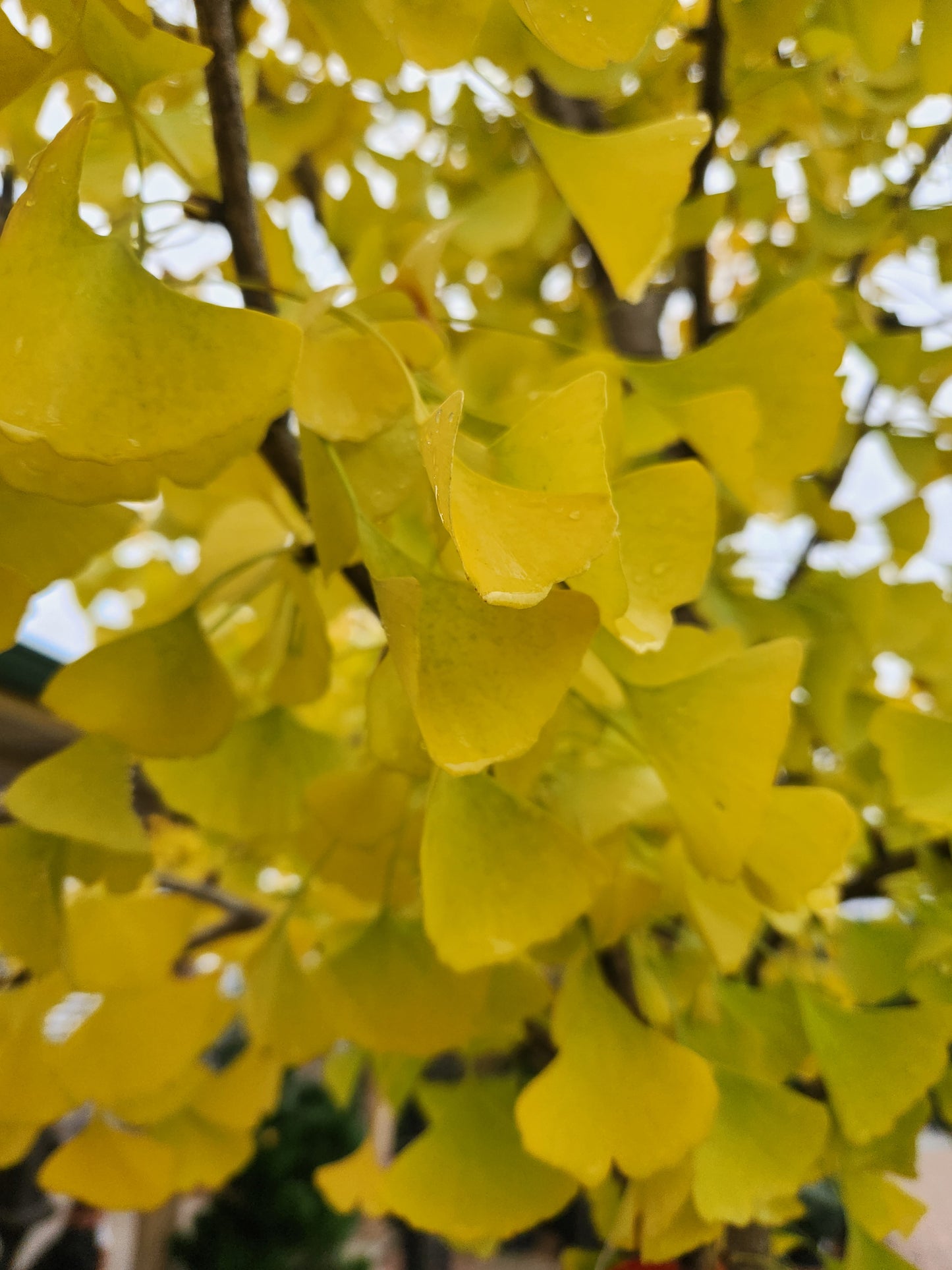 Maidenhair Tree, Male 'The President' (Ginkgo)