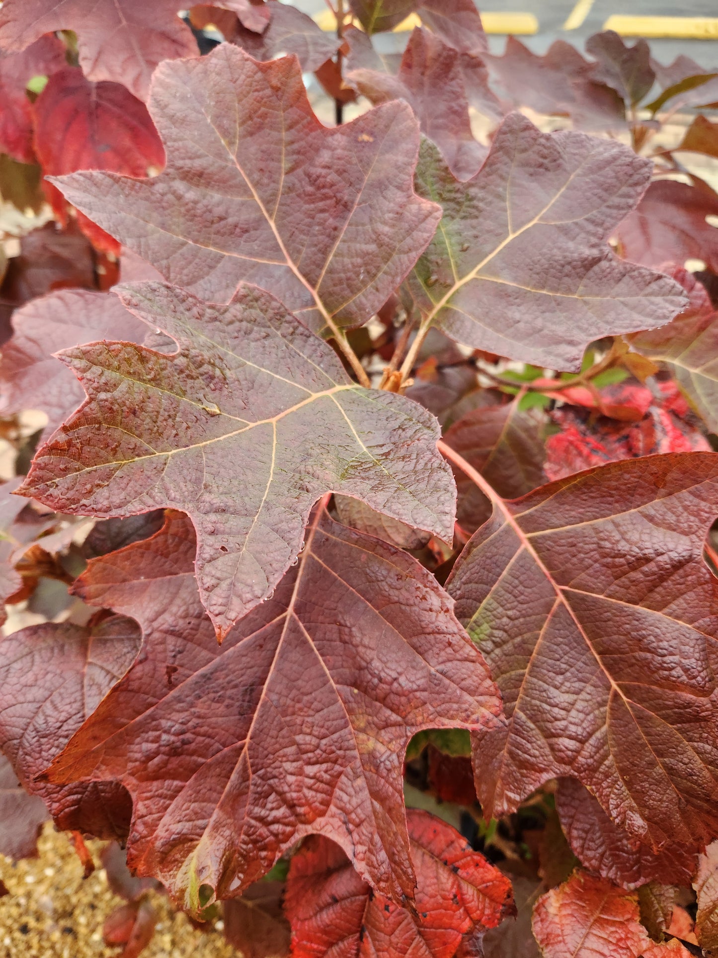 Hydrangea, Oakleaf 'Snow Queen' (Hydrangea)