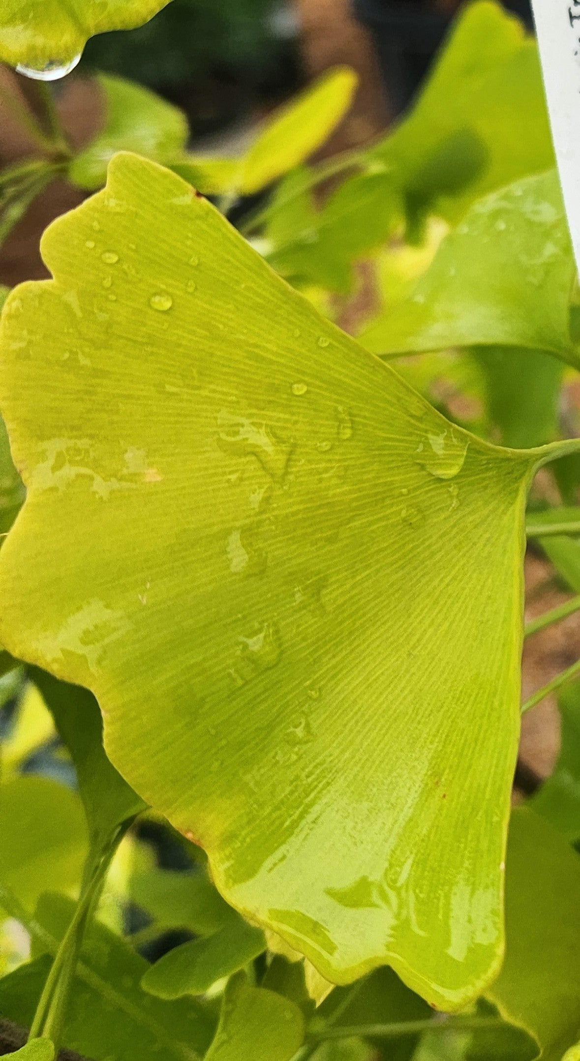 Maidenhair Tree, Male Dwarf 'Chi Chi' (Ginkgo)
