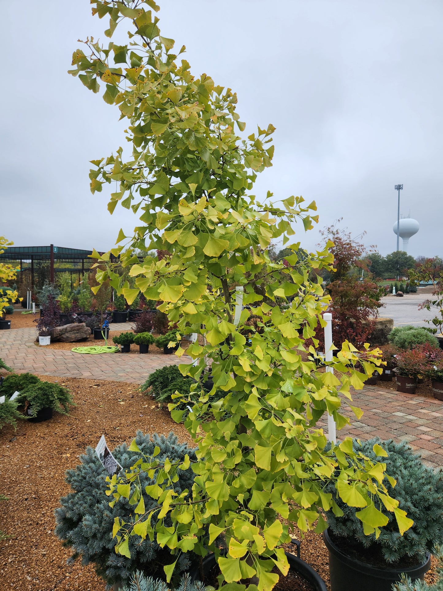 Maidenhair Tree, Male Dwarf 'Chi Chi' (Ginkgo)