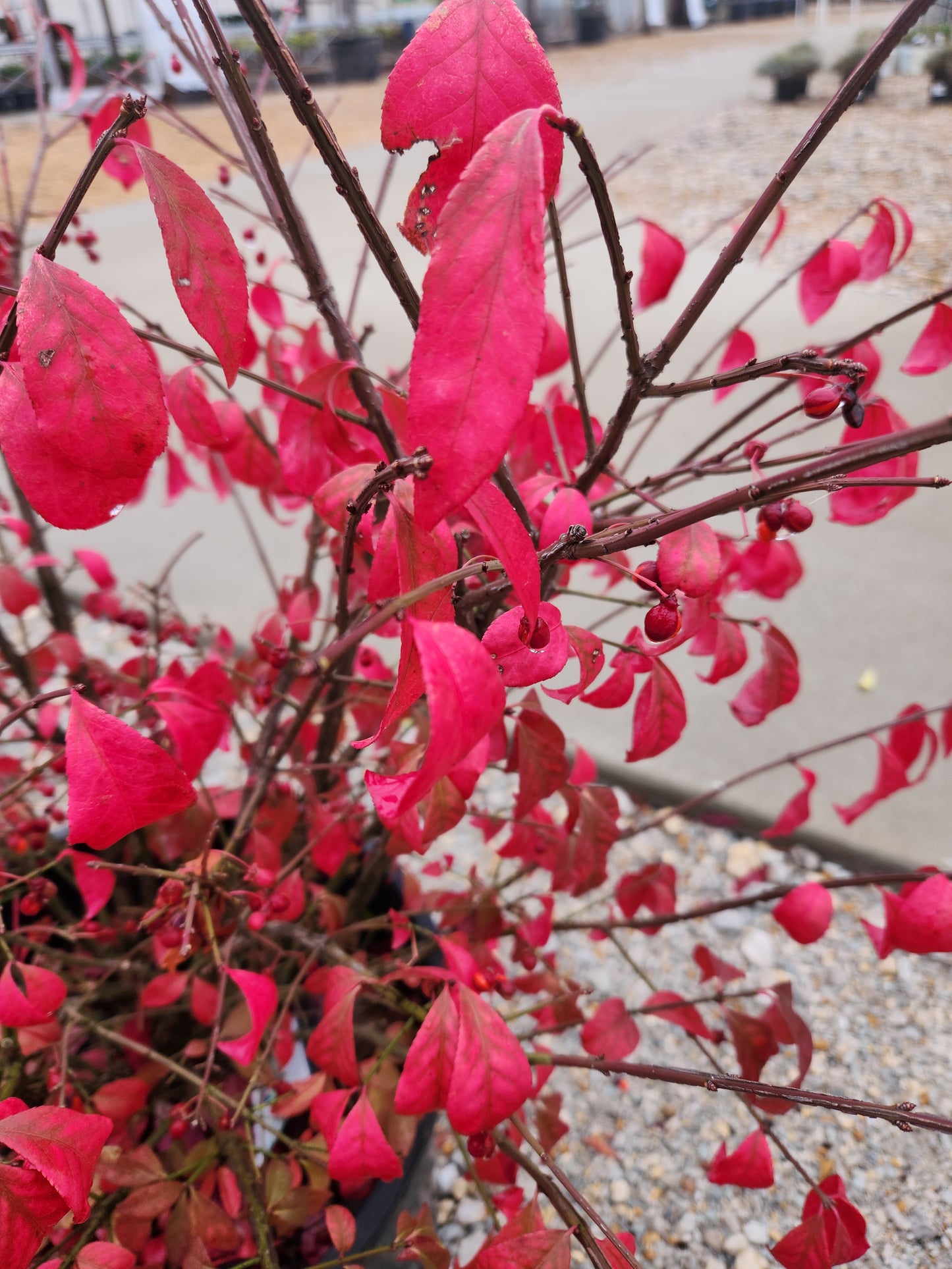 Burning Bush 'Compactus' (Euonymus)