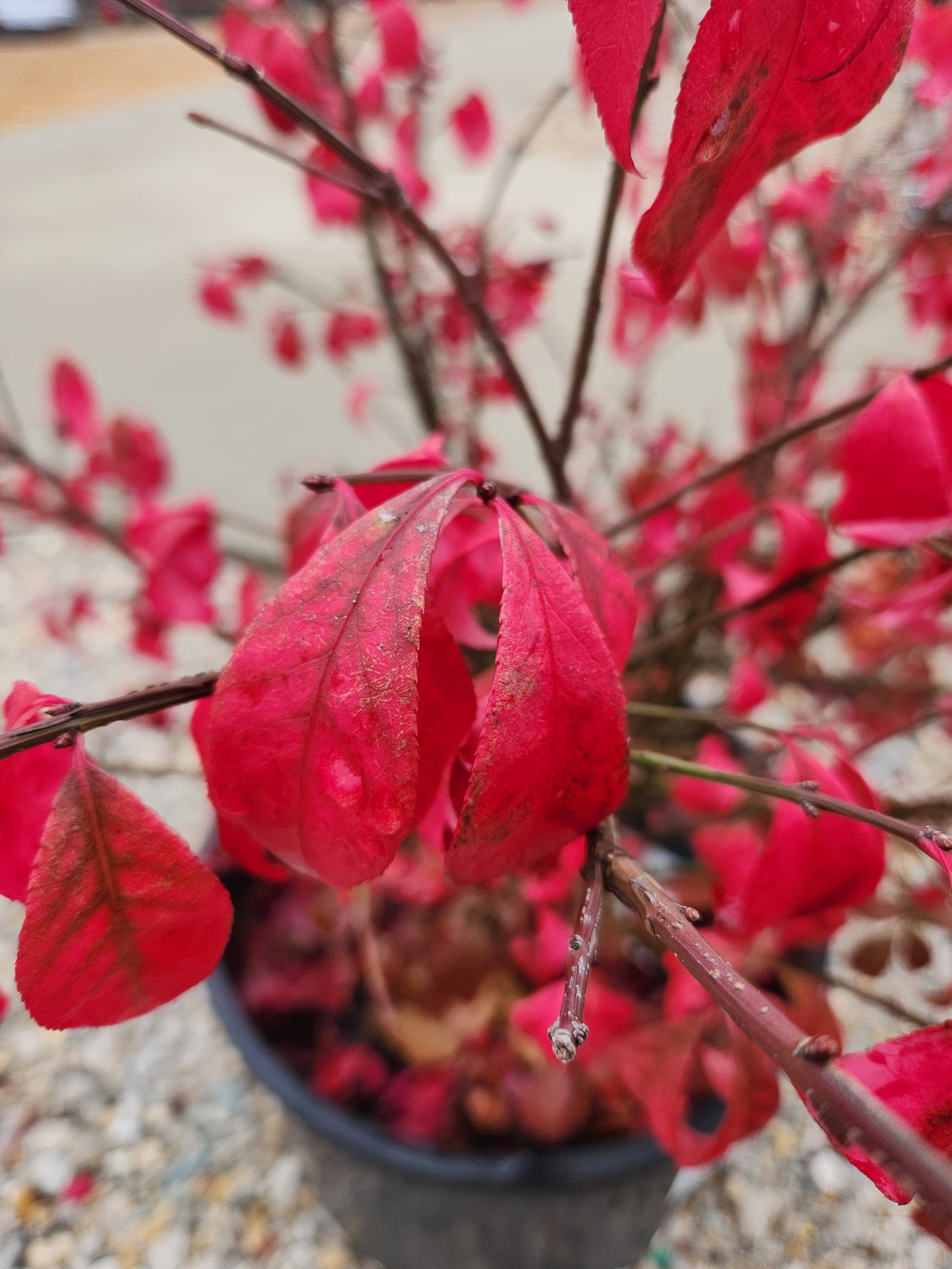 Burning Bush 'Compactus' (Euonymus)