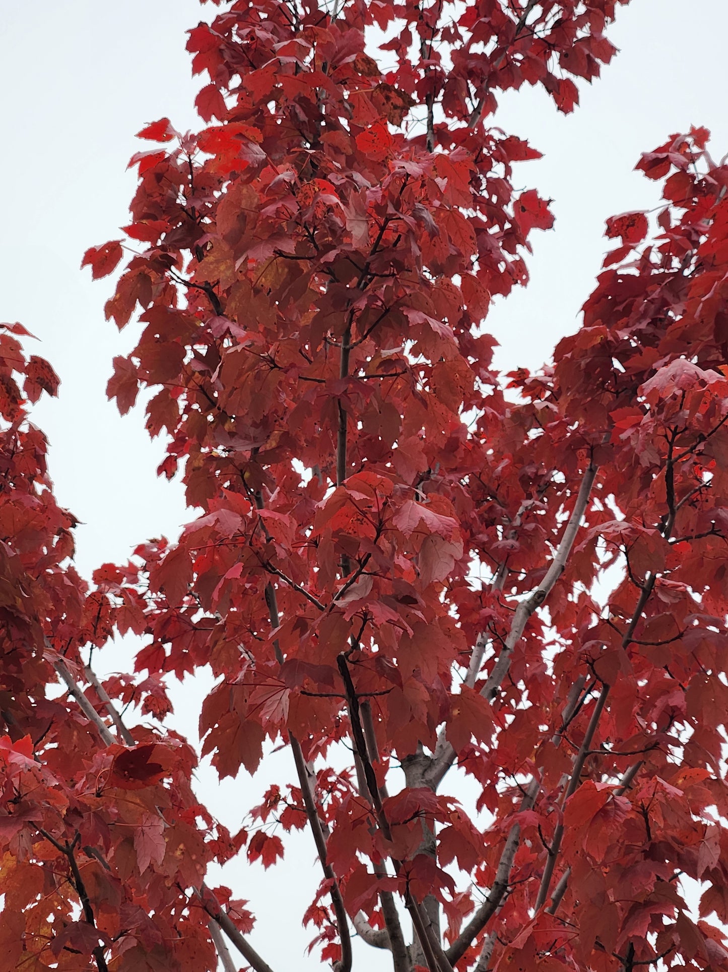 Maple, Red 'October Glory' (Acer)