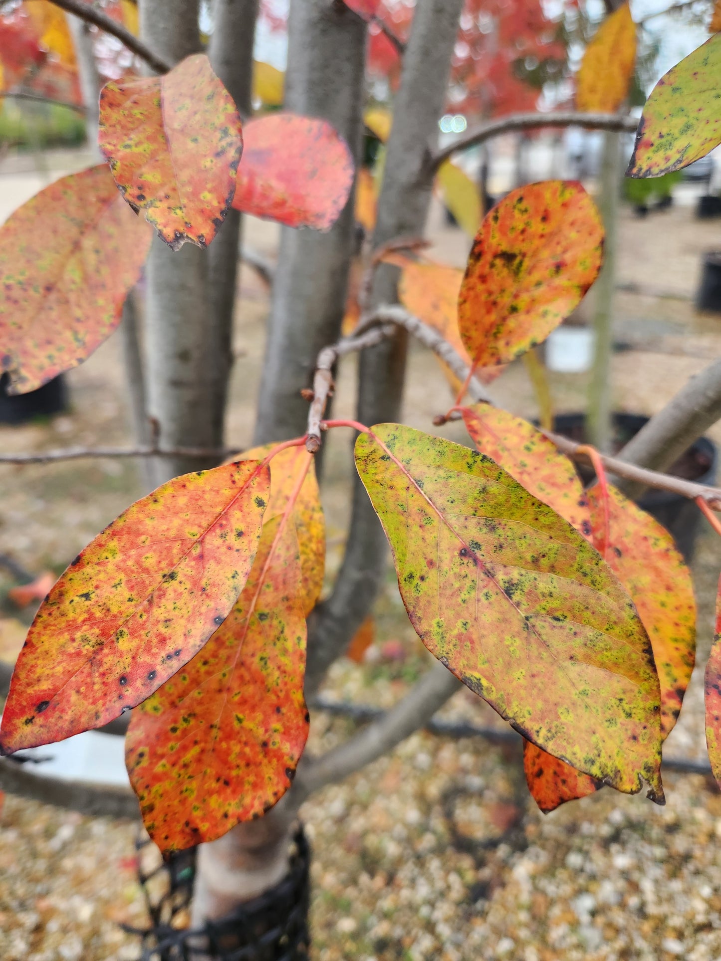Black Gum / Sour Gum / Tupelo Columnar 'Tupelo Tower' (Nyssa)