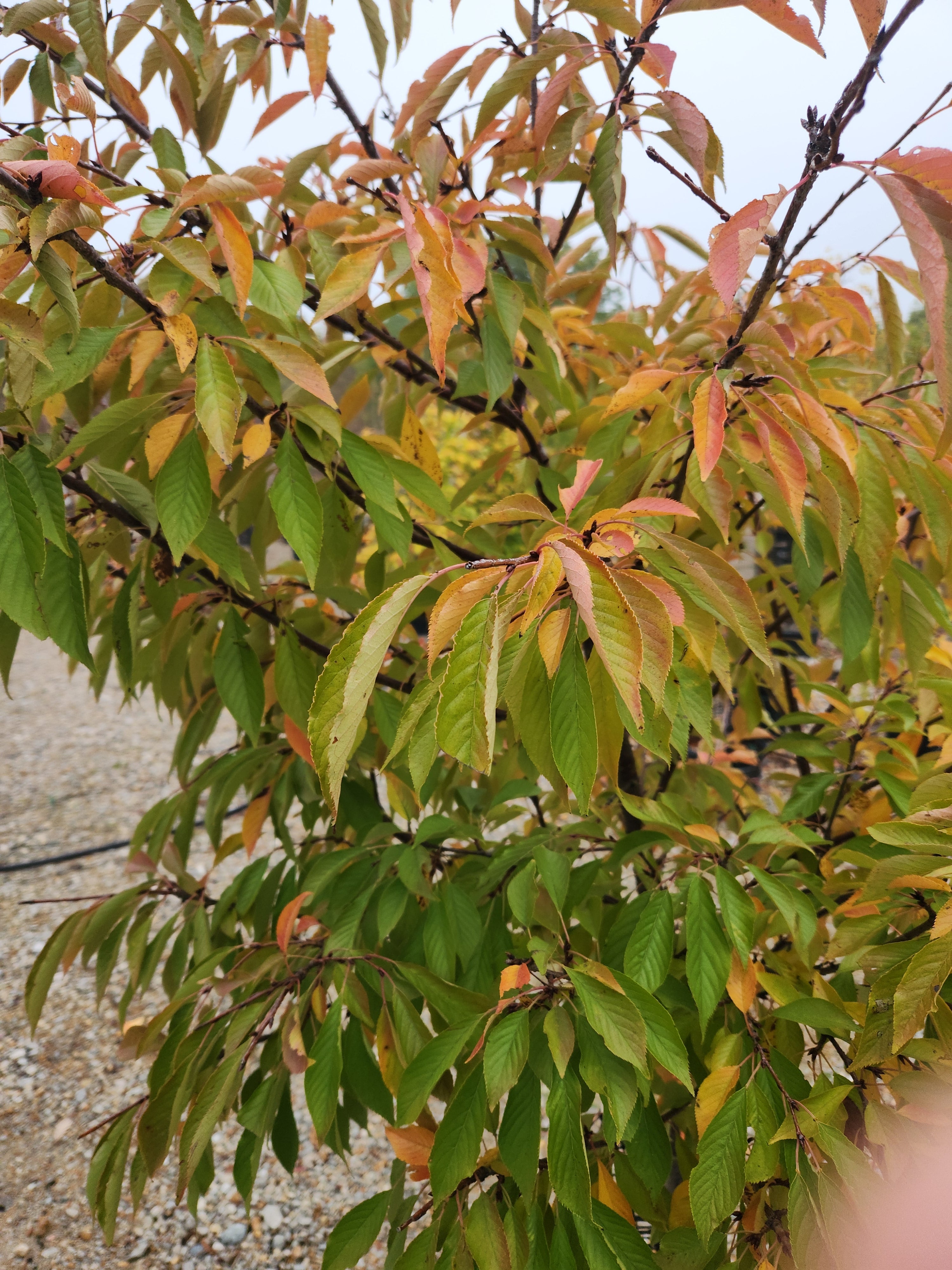 Cherry, Yoshino Double Flowering 'Akebono' (Prunus) – Passiglia
