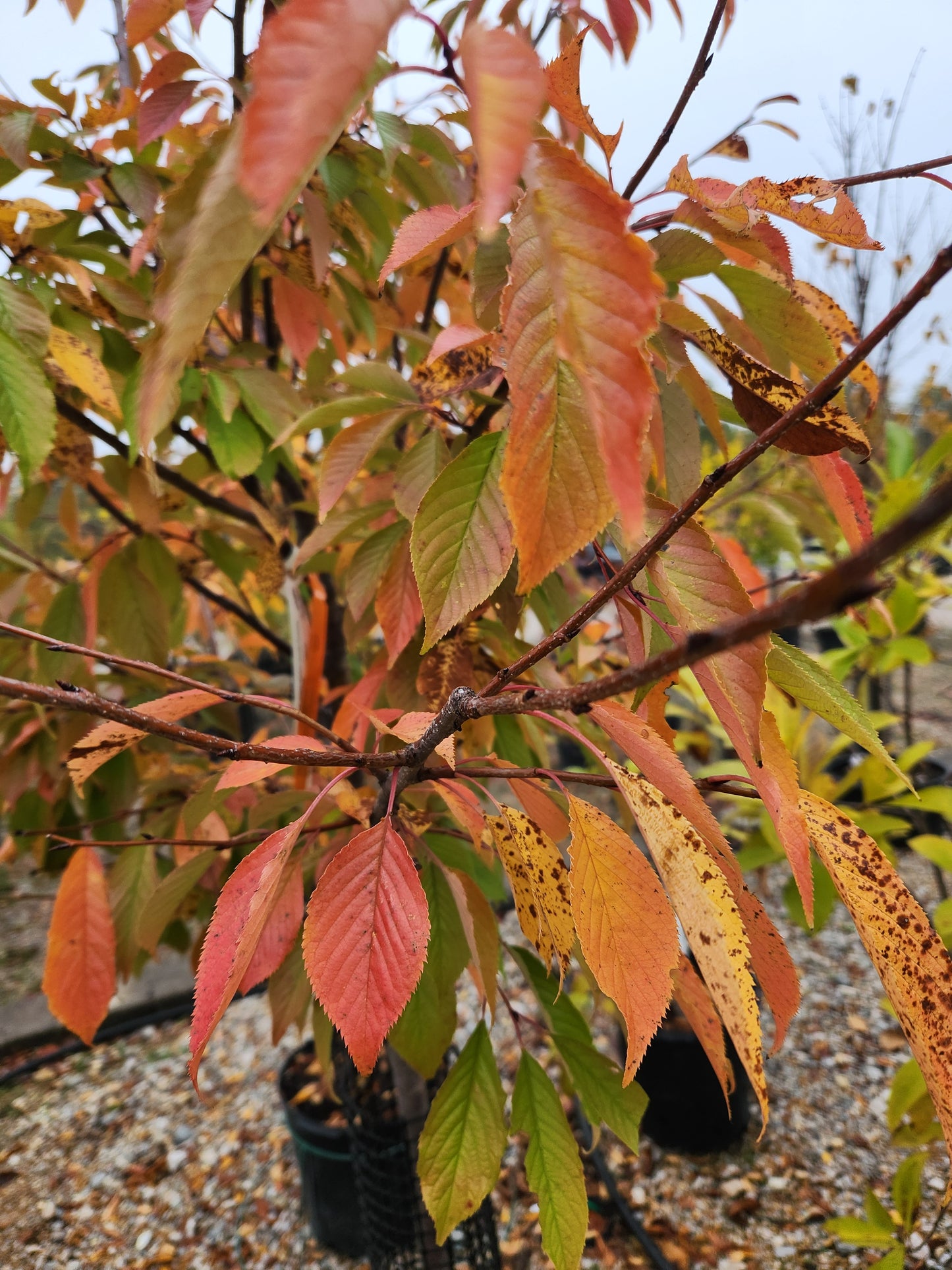 Cherry, Yoshino Double Flowering 'Akebono' (Prunus)