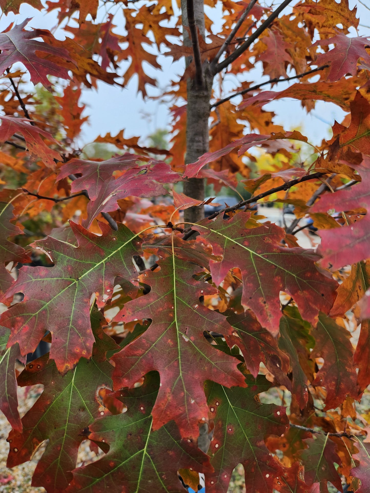 Oak, Red Northern (Quercus)
