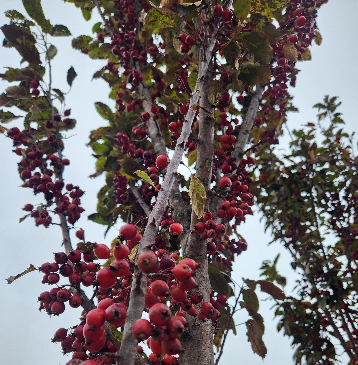 Crabapple, Flowering Columnar 'Raspberry Spear' (Malus)
