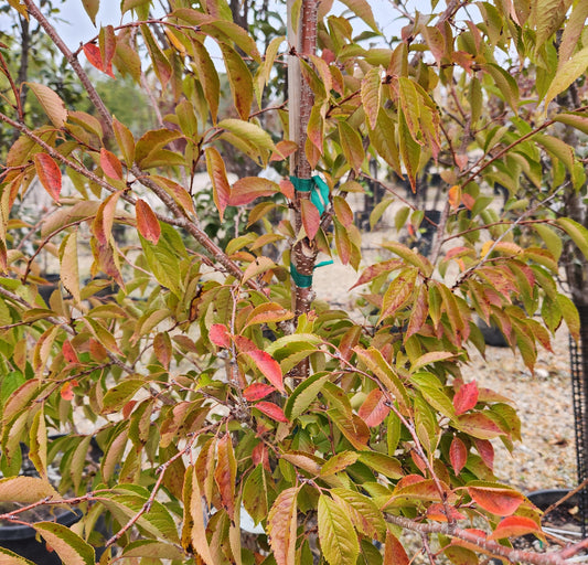 Cherry, Higan 'Autumnalis' (Prunus)
