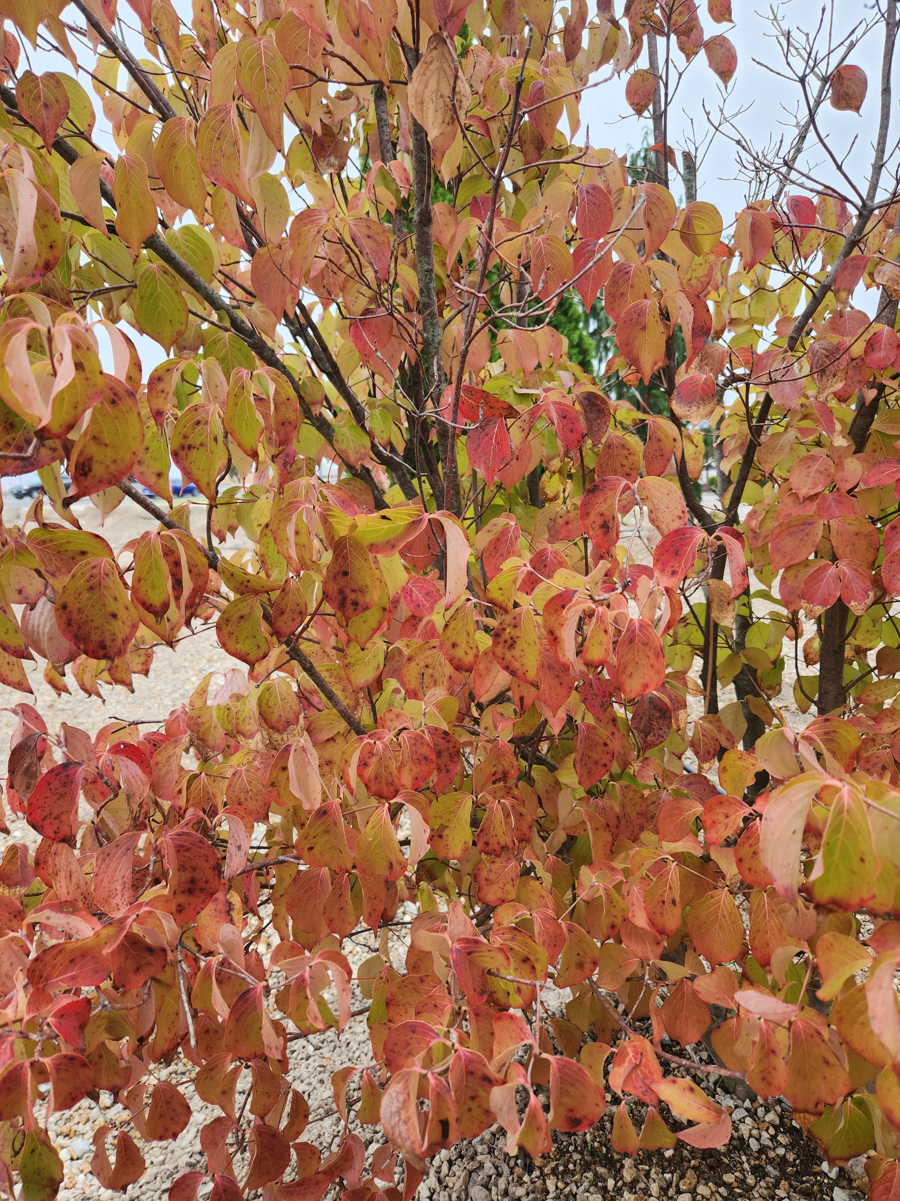 Dogwood, Oriental / Kousa (Cornus) Multi-Trunk – Passiglia