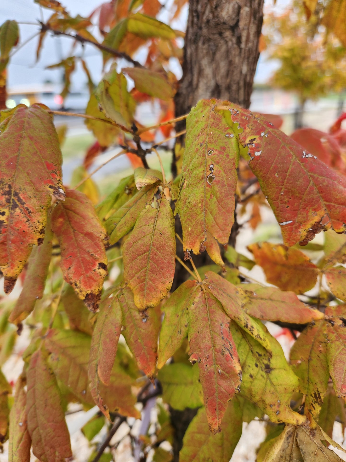 Maple, Three-Flowered (Acer)