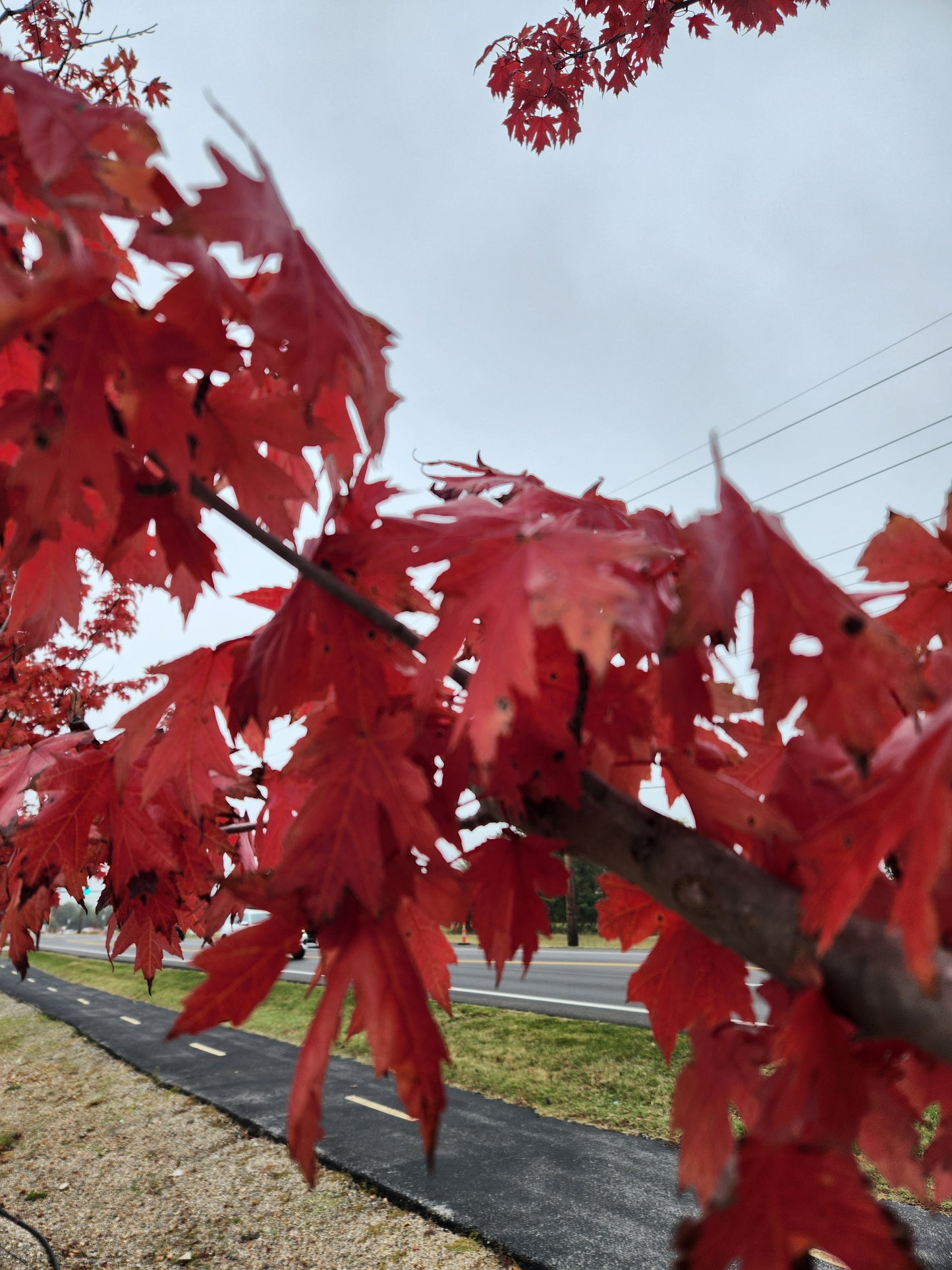 Maple, Freeman 'Autumn Blaze' (Acer)