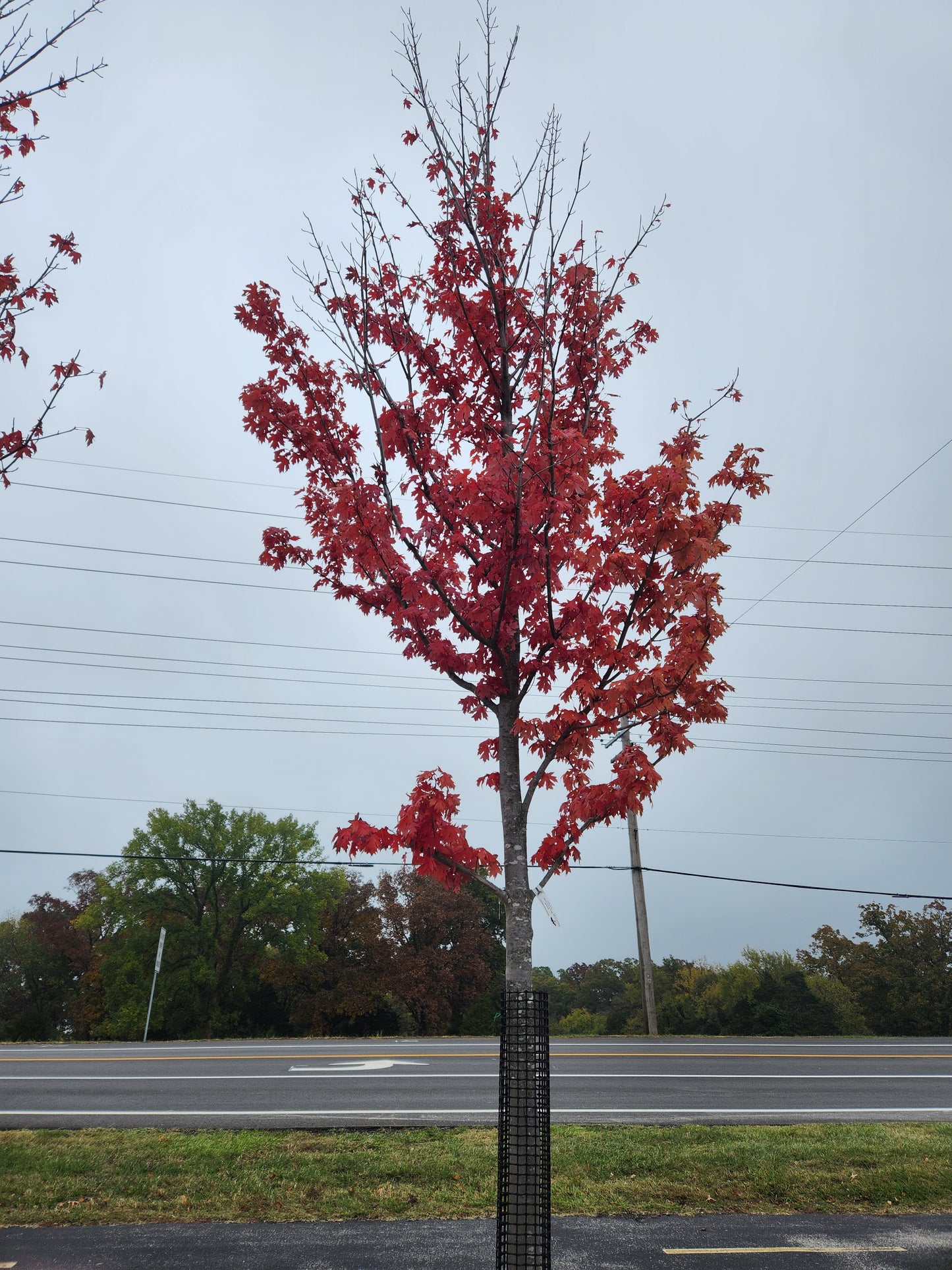 Maple, Freeman 'Autumn Blaze' (Acer)