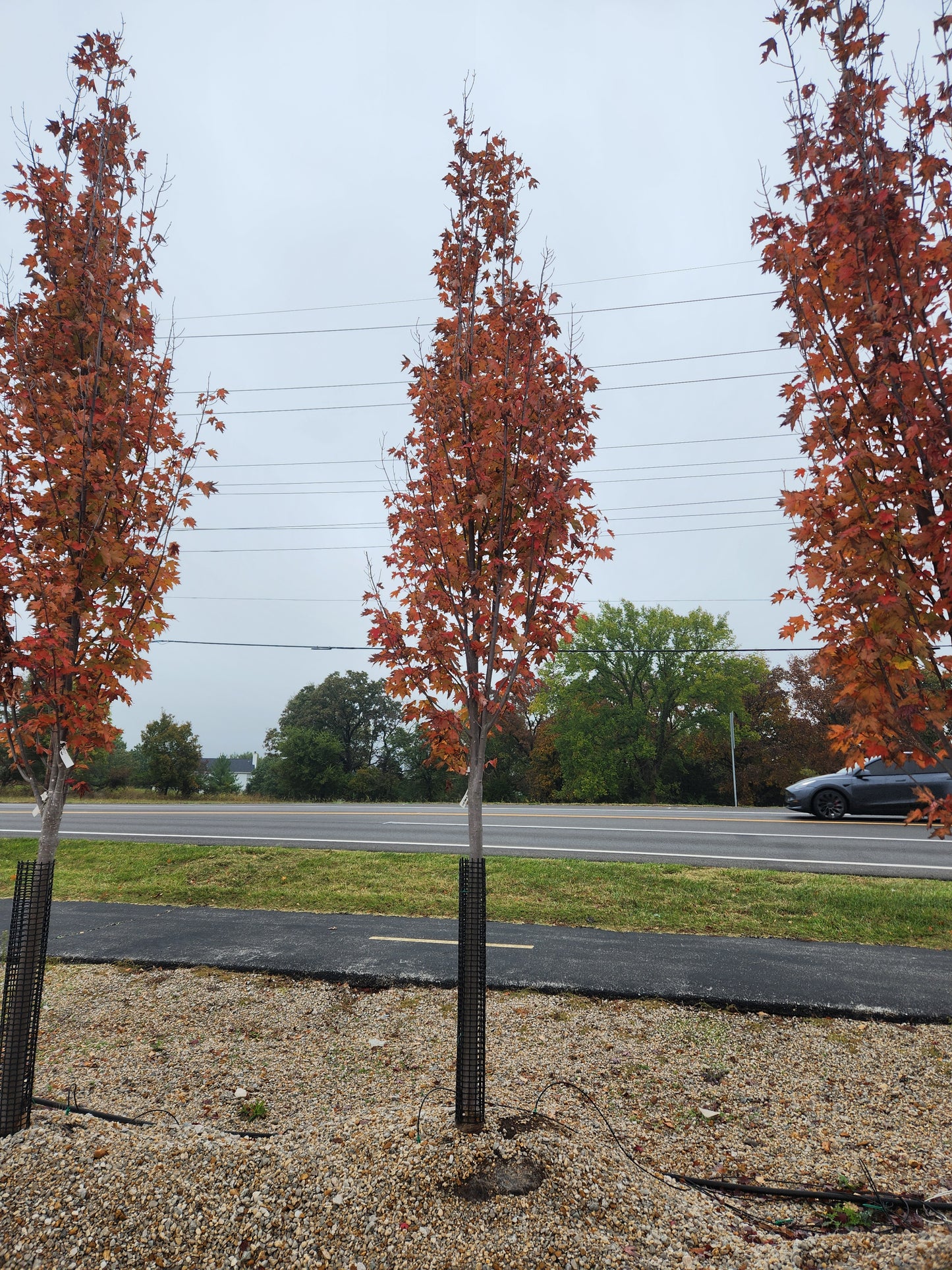 Maple, Red 'Armstrong Gold' (Acer)