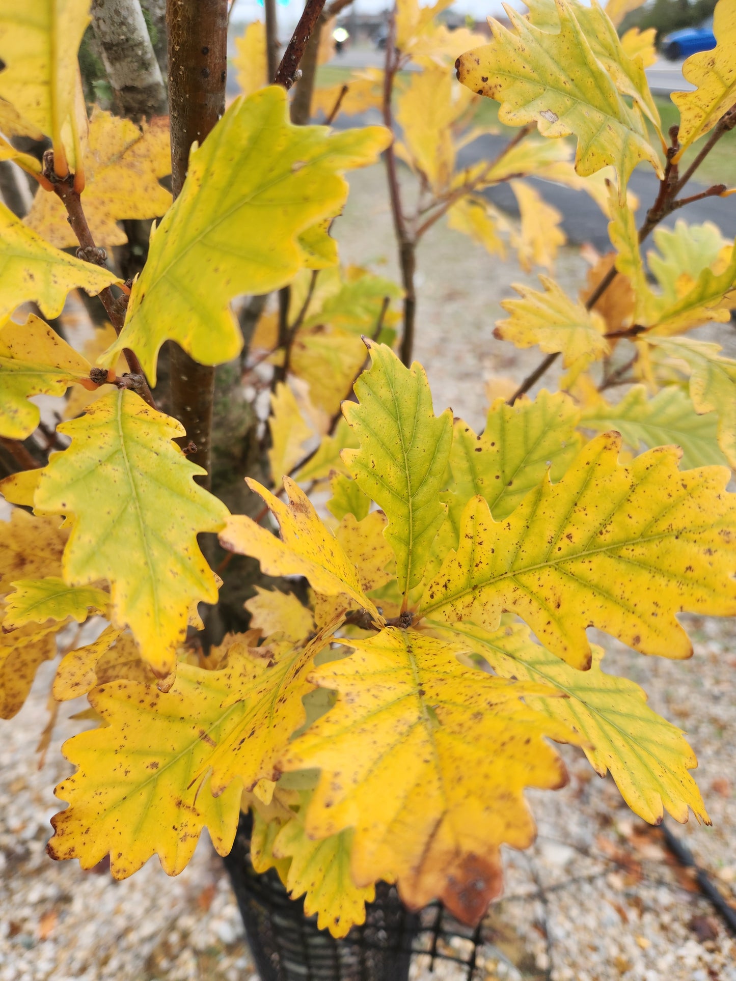 Oak, White, English Cross Column 'Regal Prince' (Quercus)