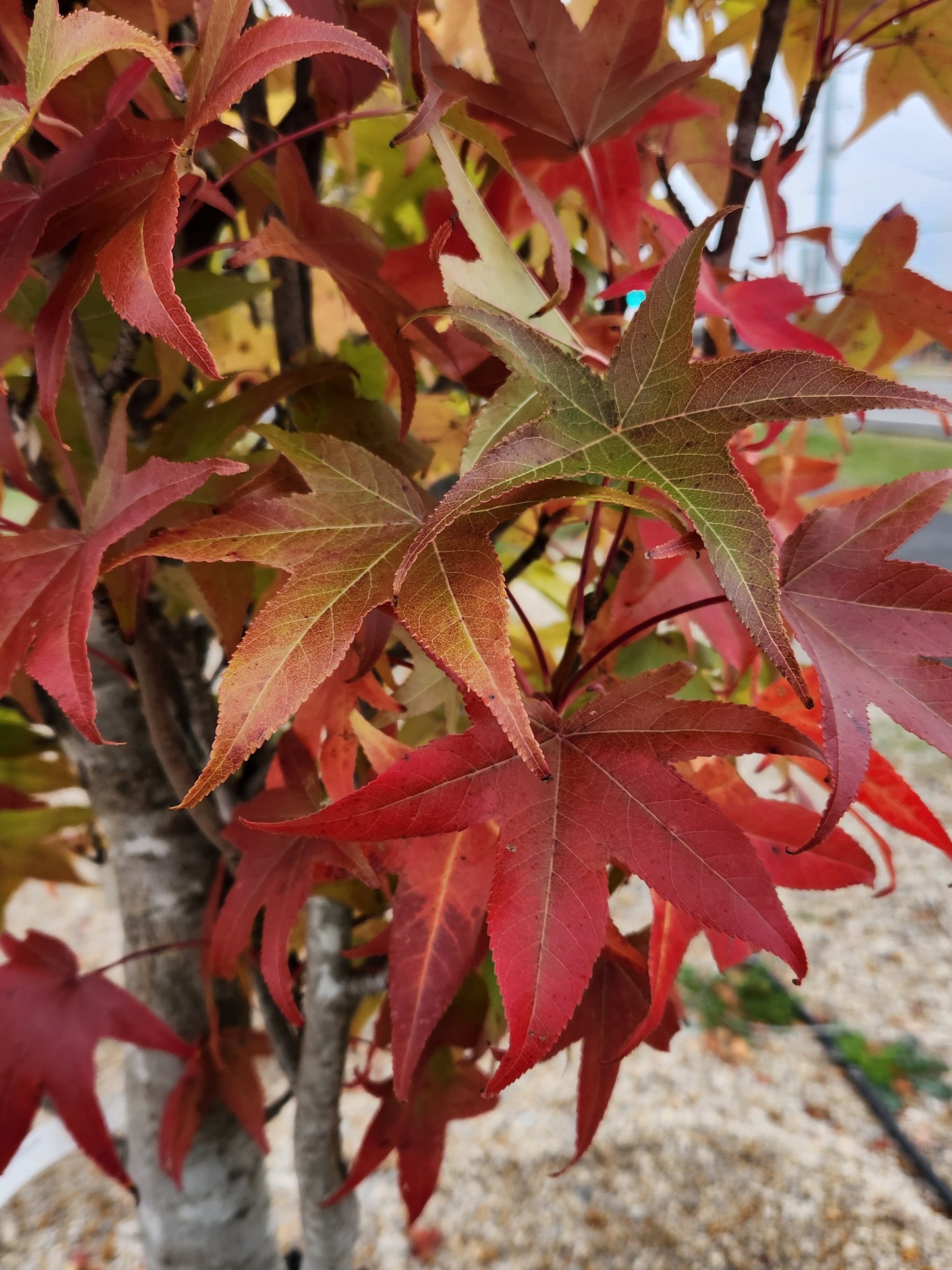 Sweet Gum, Columnar 'Slender Silhouette' (Liquidambar)