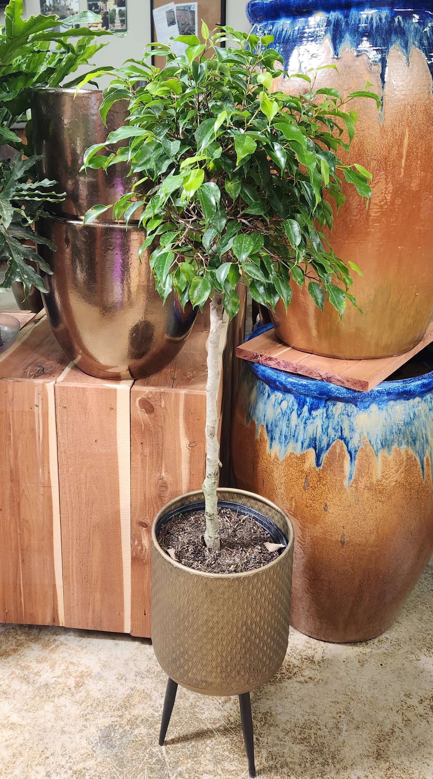 Fig Tree, Weeping (Ficus)