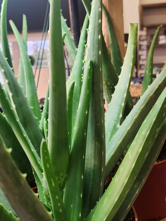 Medicine Plant, Assorted (Aloe)