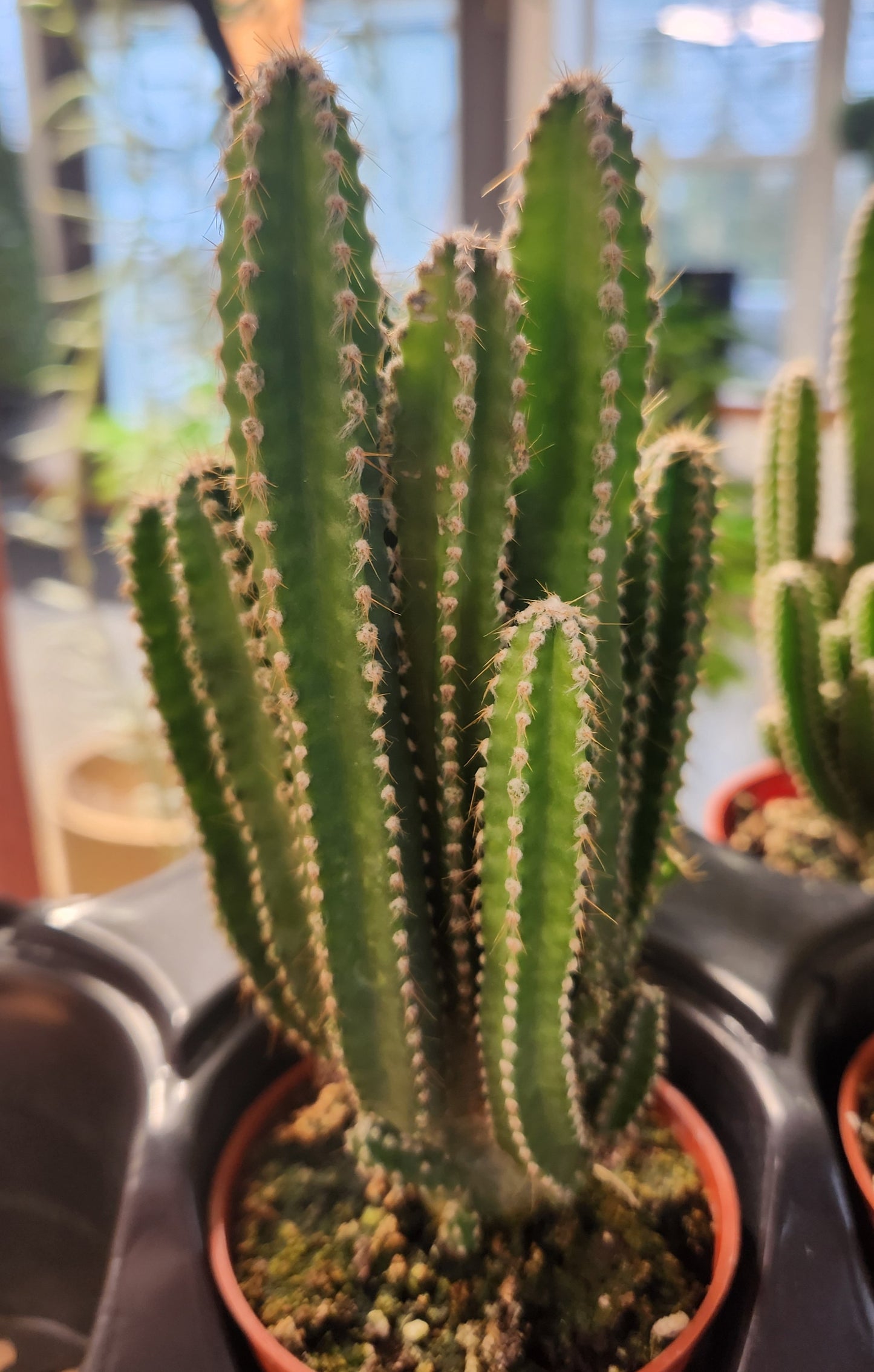 Cactus, Spiny Hedge 'Fairy Castle' (Cereus)