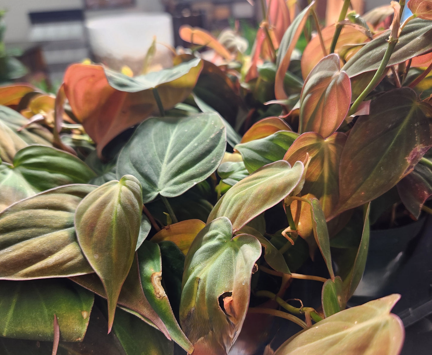 Philodendron 'Mican' (Philodendron)