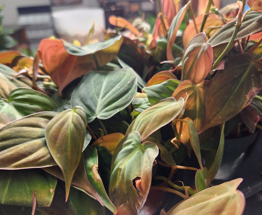 Philodendron 'Mican' (Philodendron)