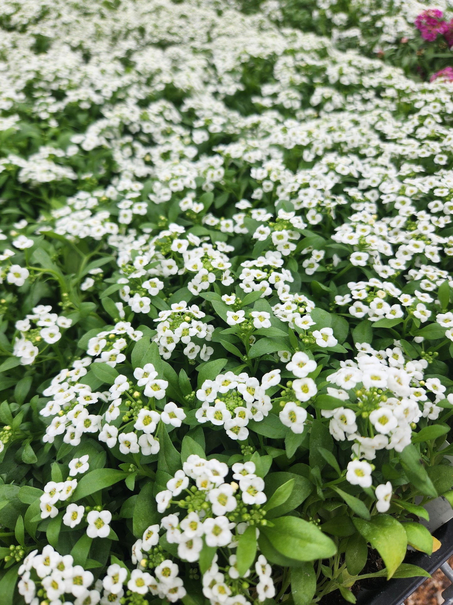 Alyssum, Sweet (Lobularia)