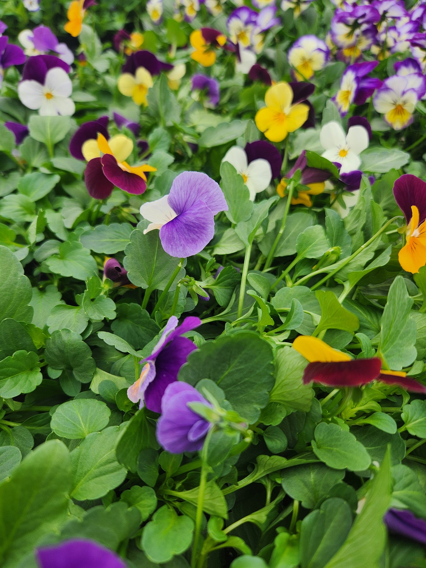 Pansy, Johnny Jump-Ups / Horned Violets (Viola)