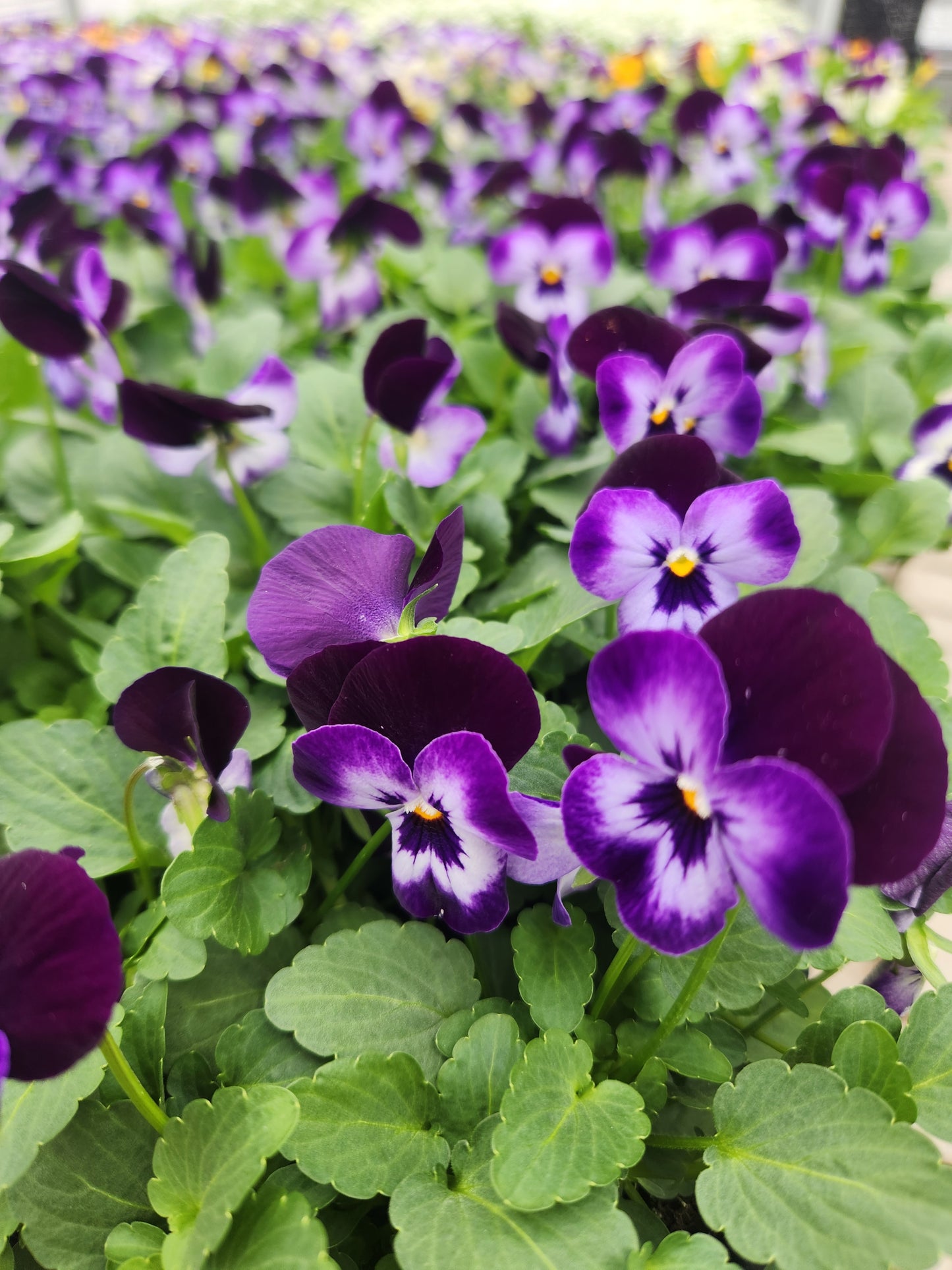 Pansy, Johnny Jump-Ups / Horned Violets (Viola)